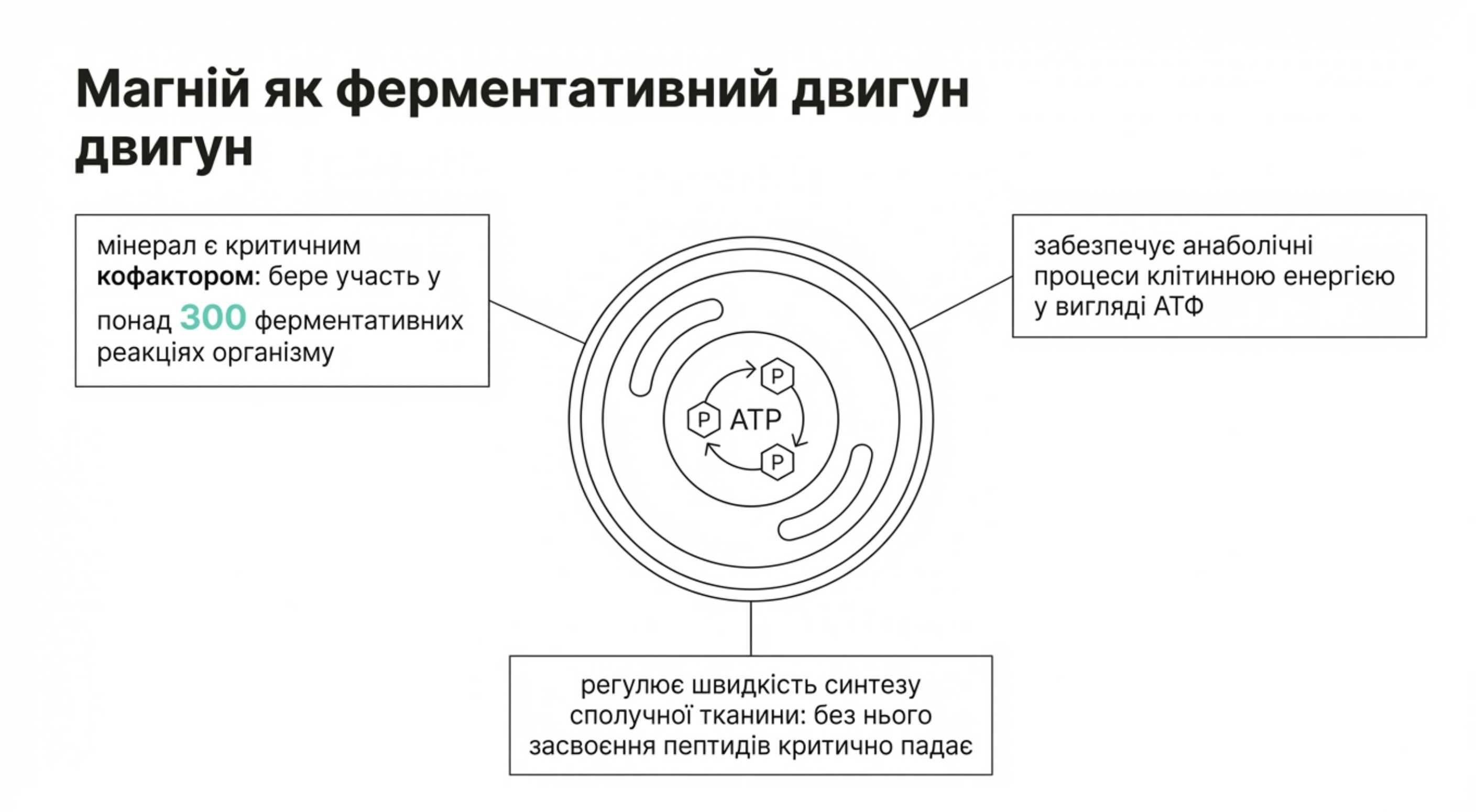 Магній як ферментативний двигун