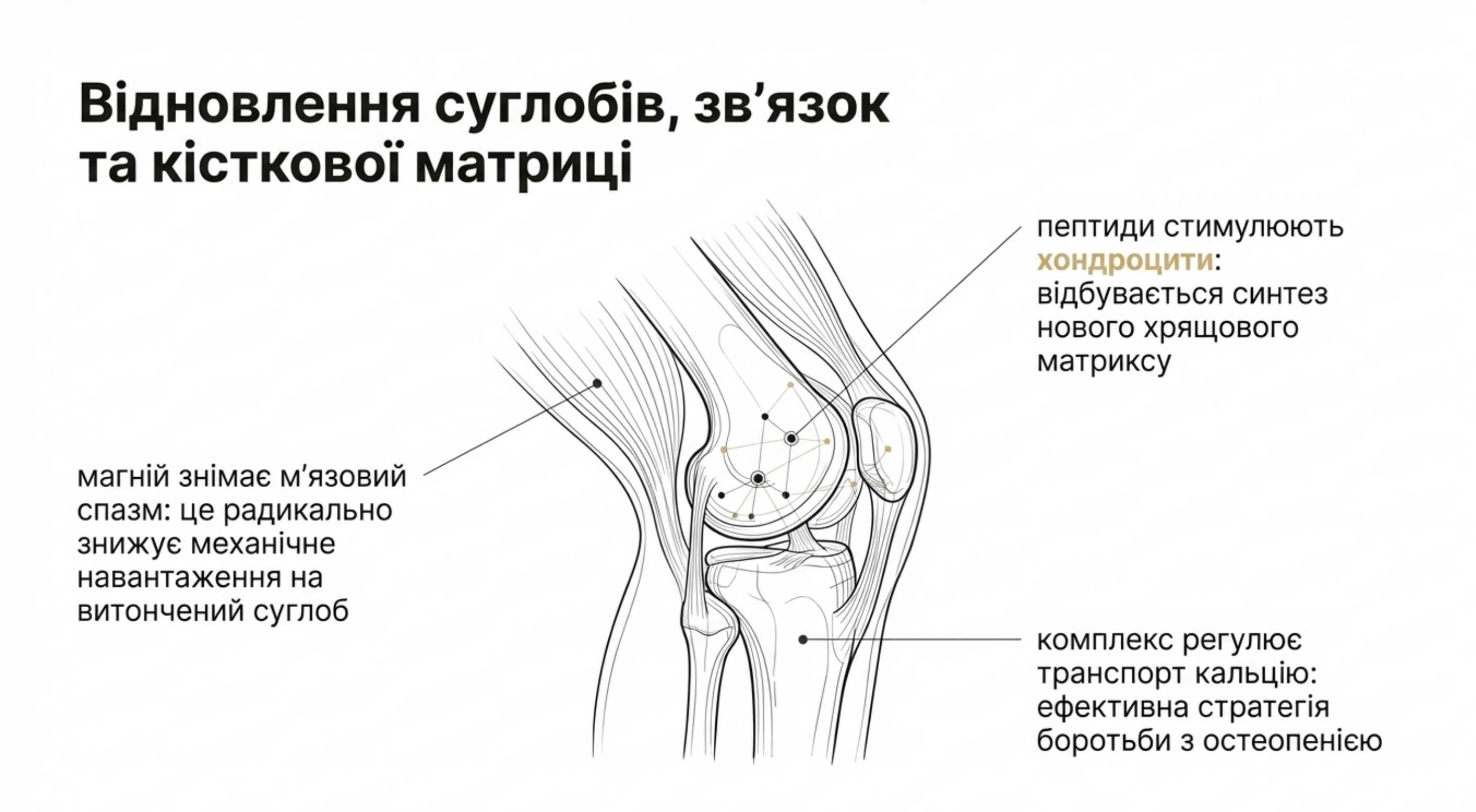 Відновлення суглобів, зв'язок і кісткової матриці