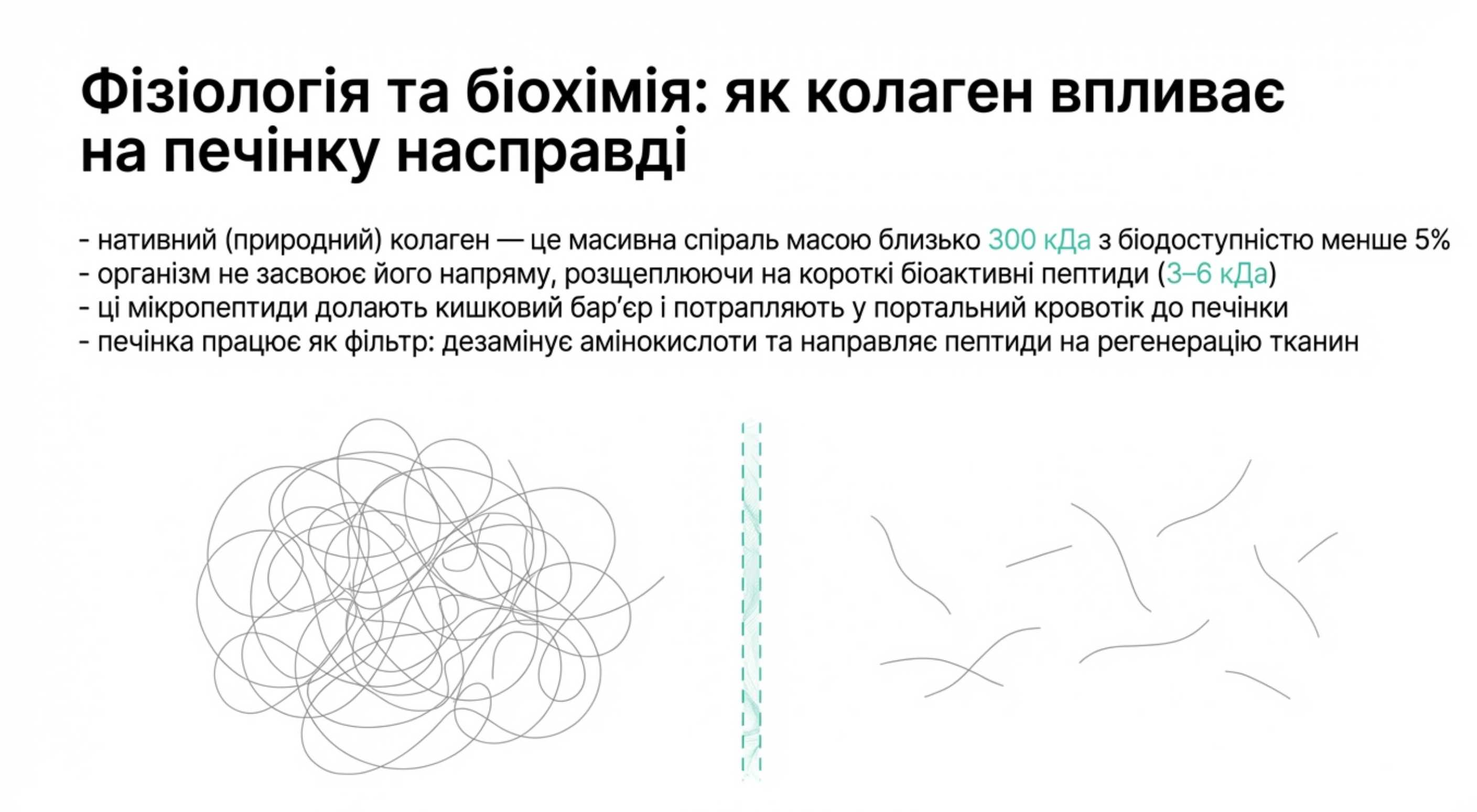 Фізіологія і біохімія. Як колаген впливає на печінку насправді?