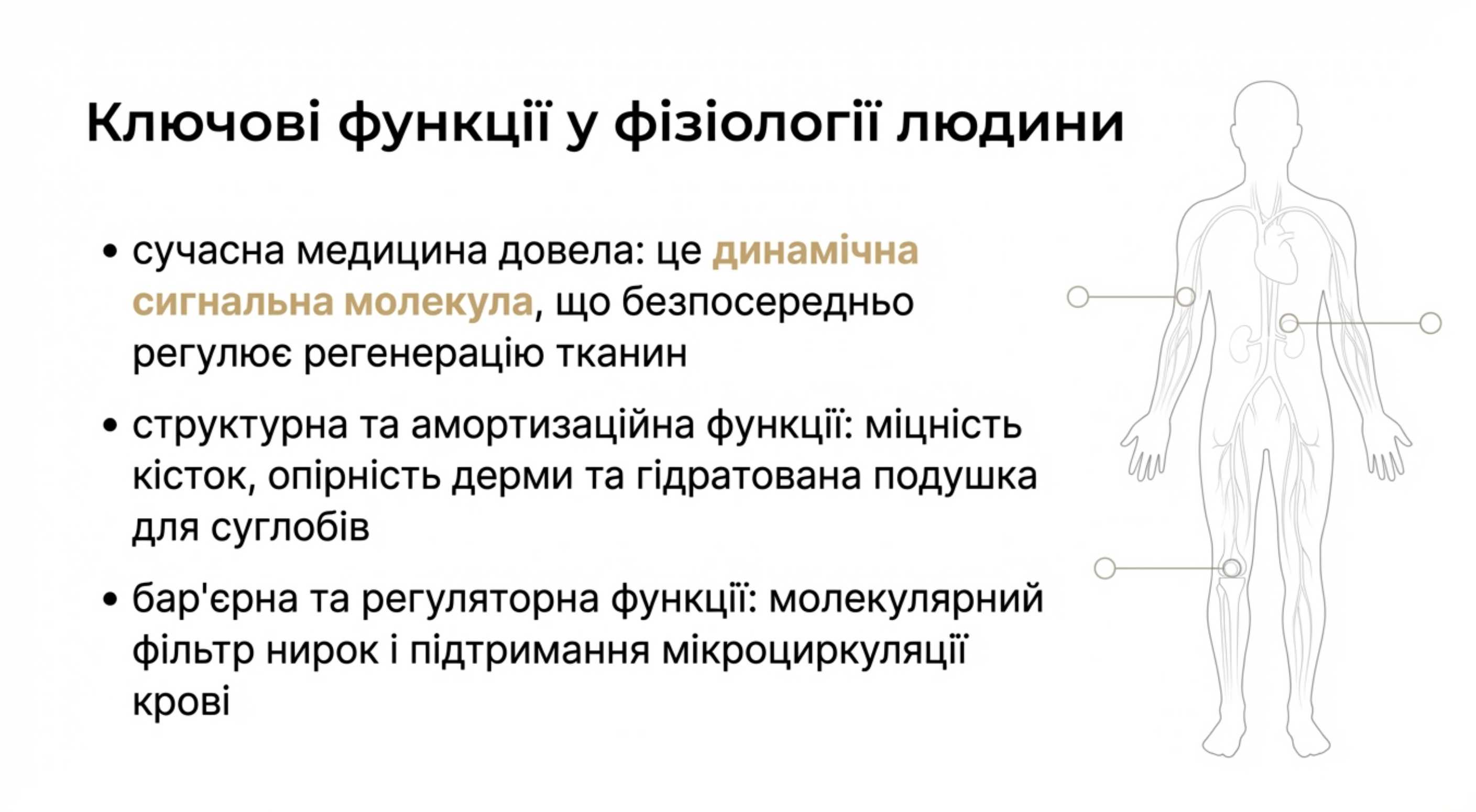 Ключові функції колагену в фізіології людини [b]