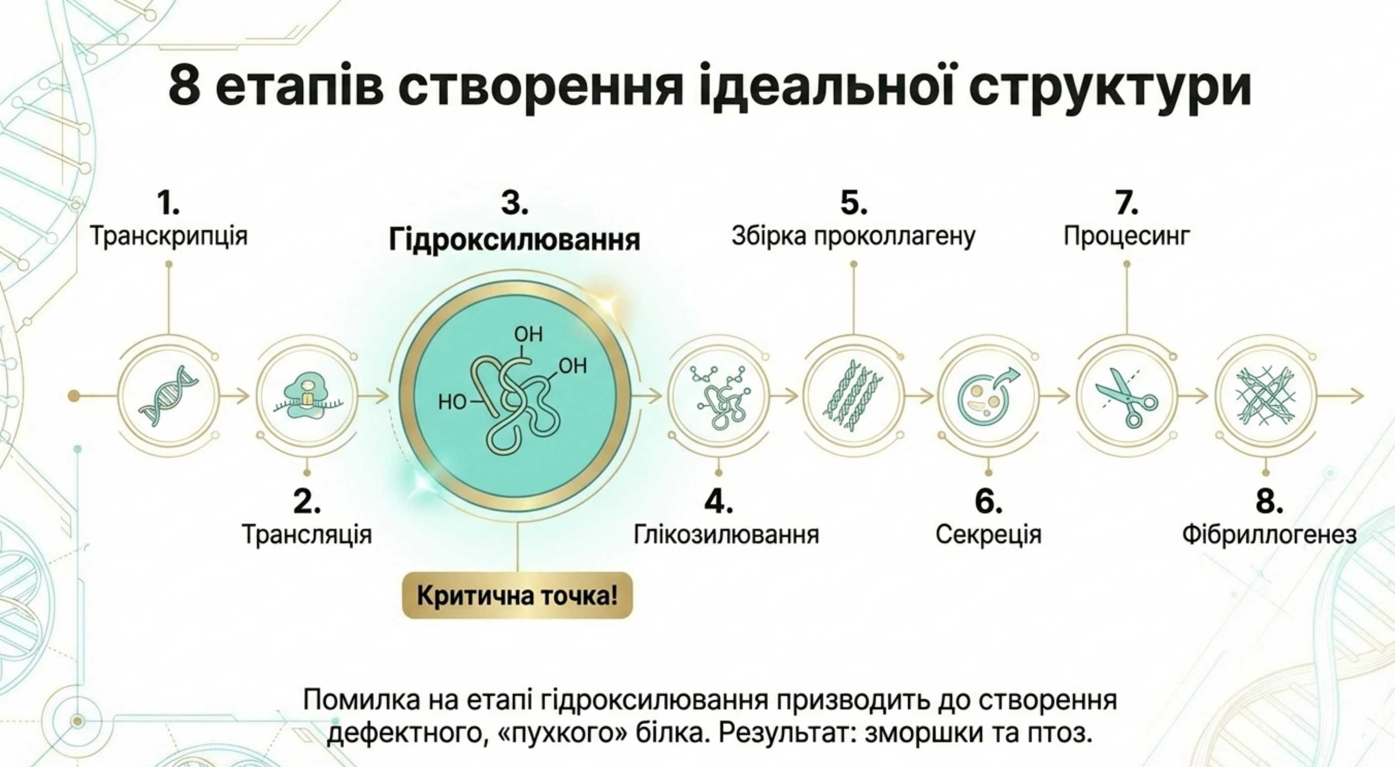 Синтез коллагена. 8 етапів створення ідеальної структури