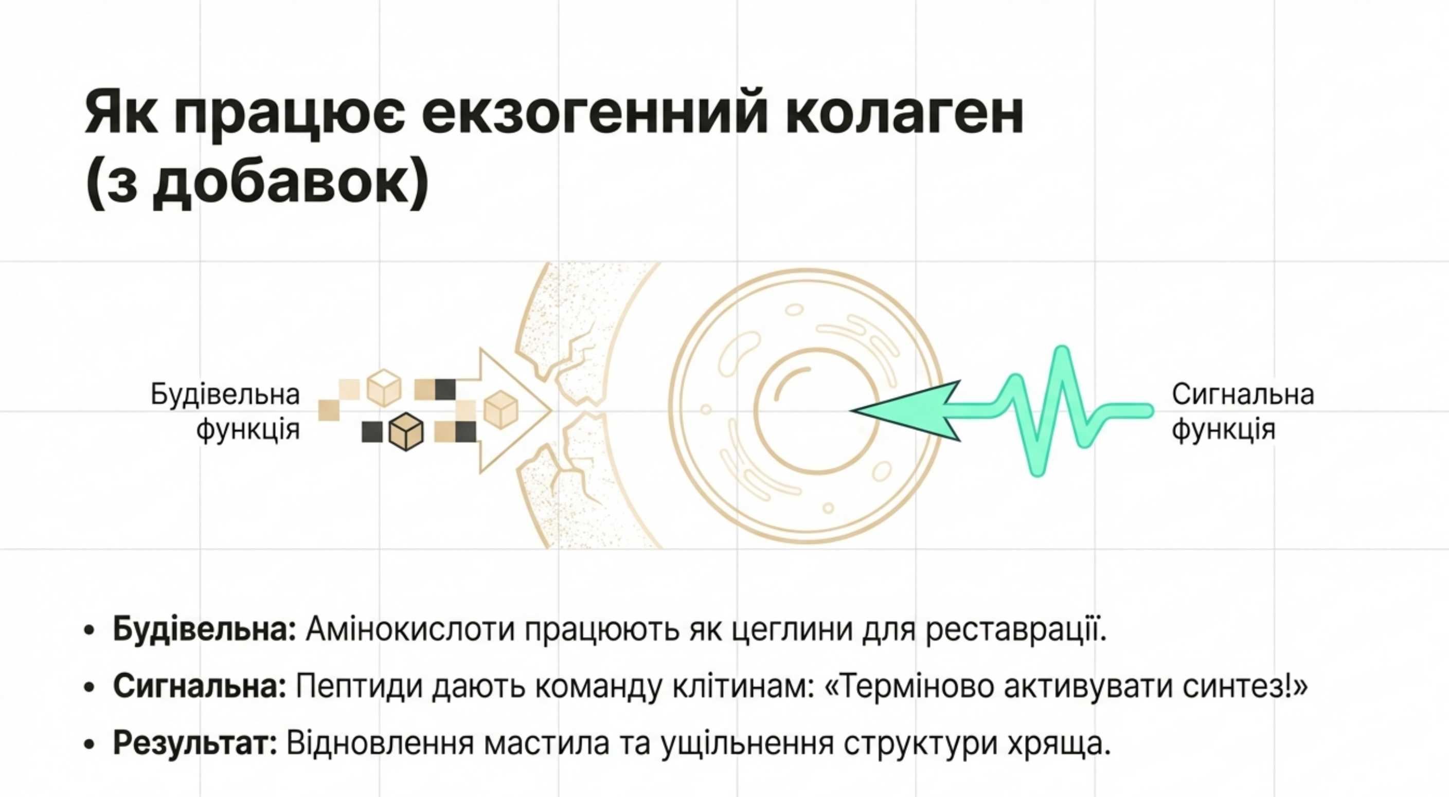 Як працює екзогенний (поступаючий ззовні) коллаген