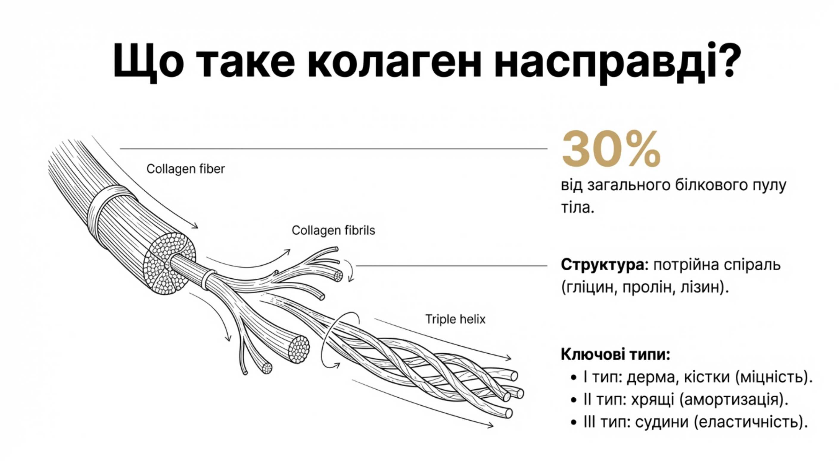 Фундаментальна біохімія. Як коллаген взаємодіє з тканинами