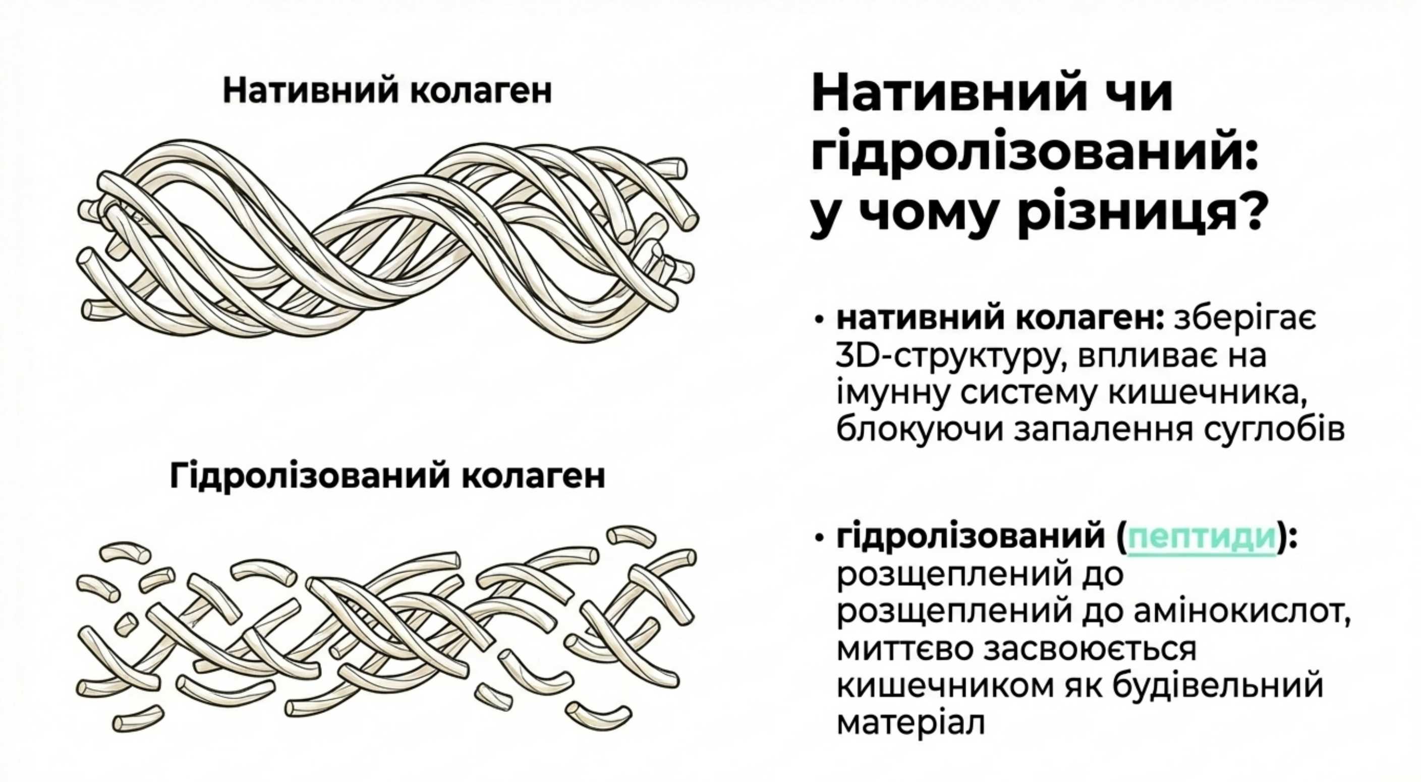 Нативний або гідролізований. У чому різниця?