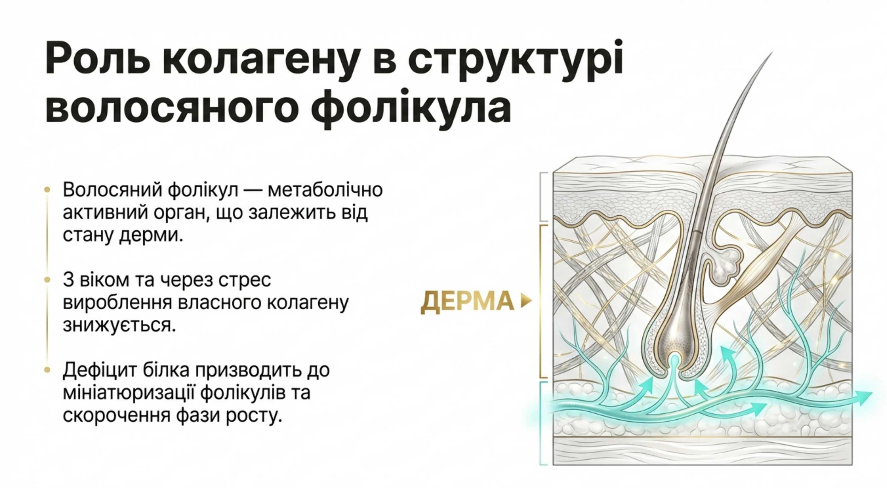 Роль колагену в структурі волосяного фолікула. Біохімічний аспект
