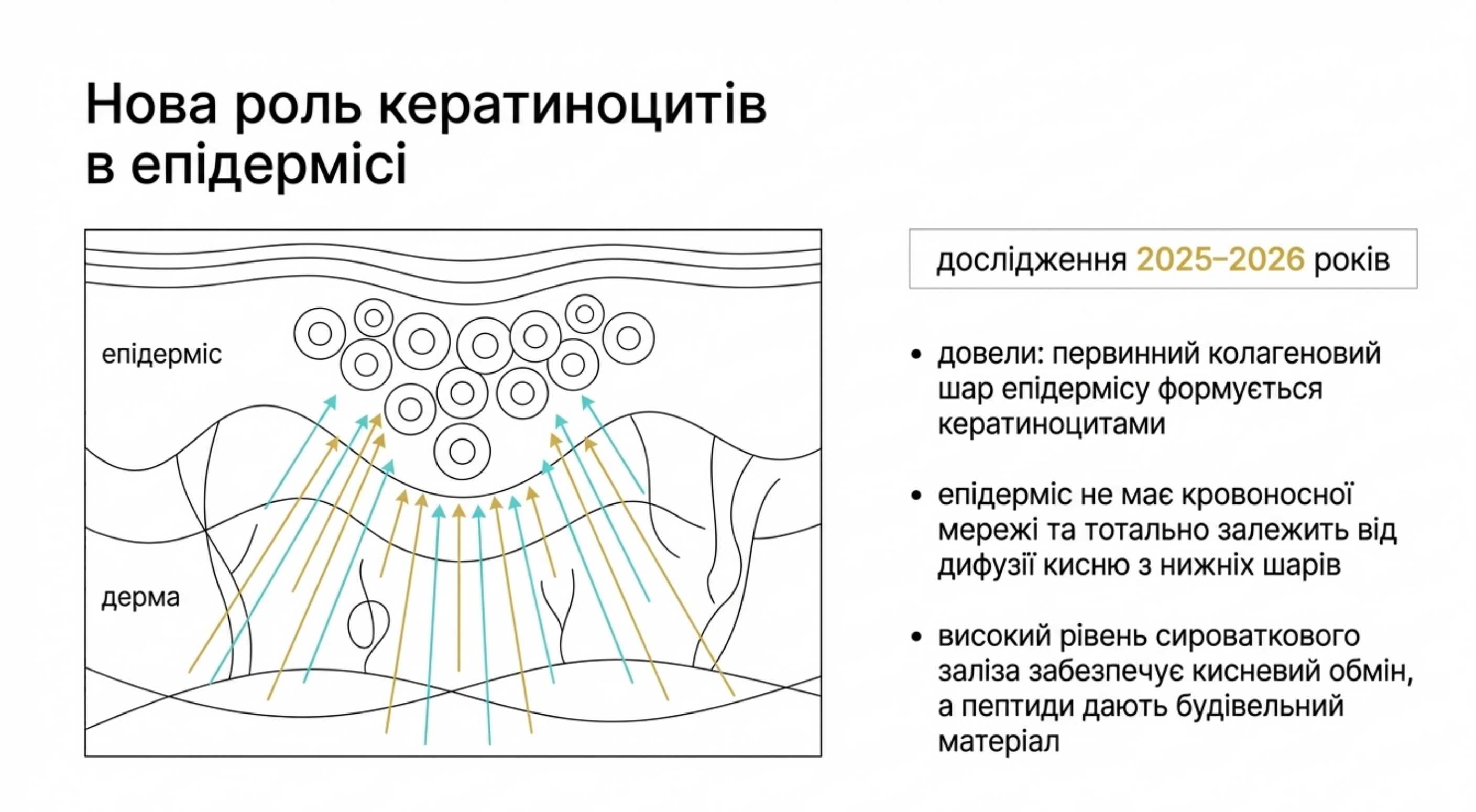 Інноваційне відкриття. Нова роль кератиноцитів