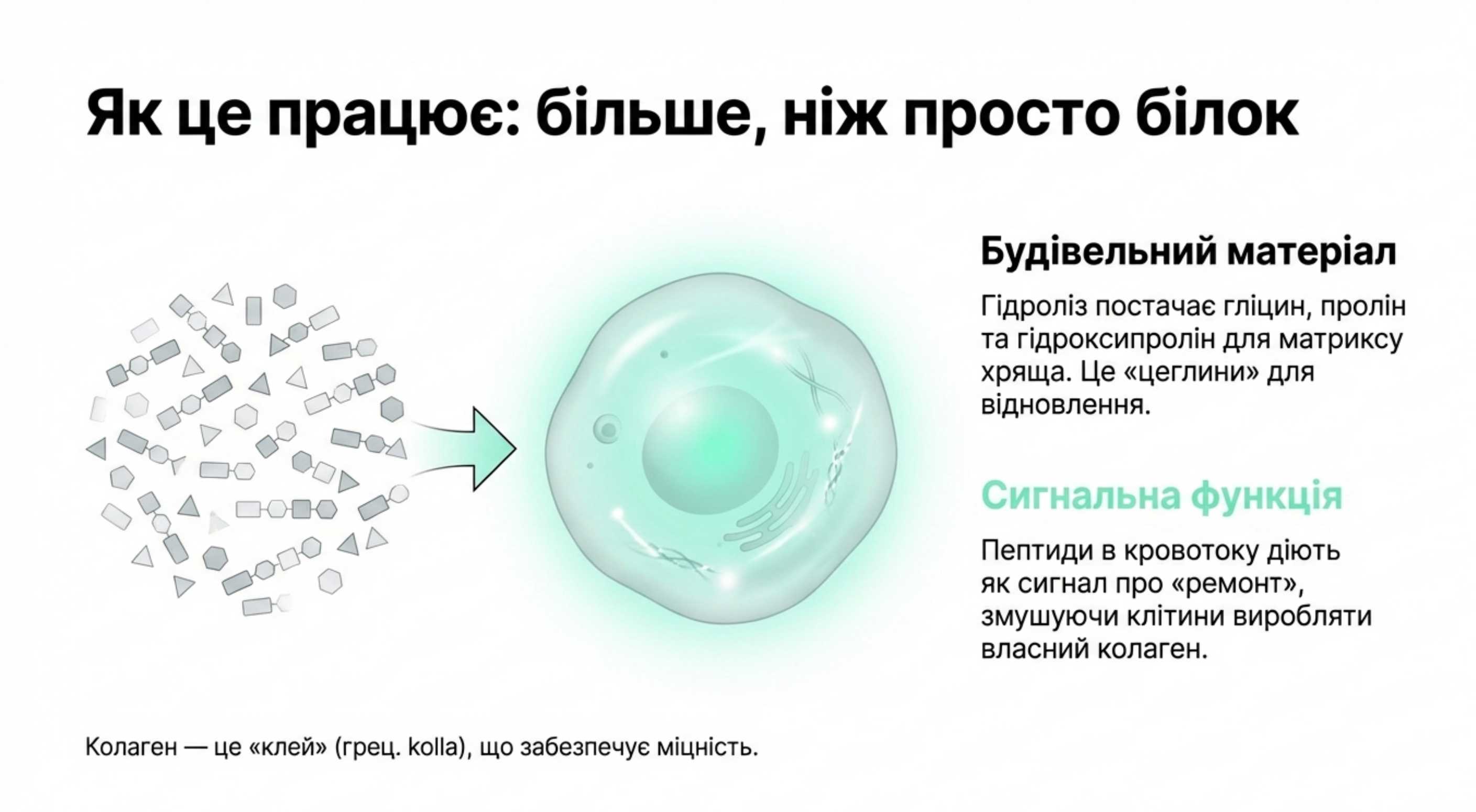 Біохімія здоров'я. Як діє коллаген на суглоби