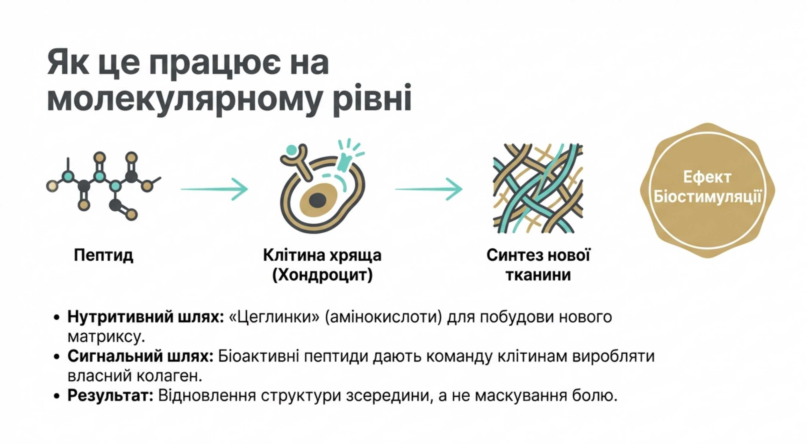 Механізми дії. Як це працює на молекулярному рівні