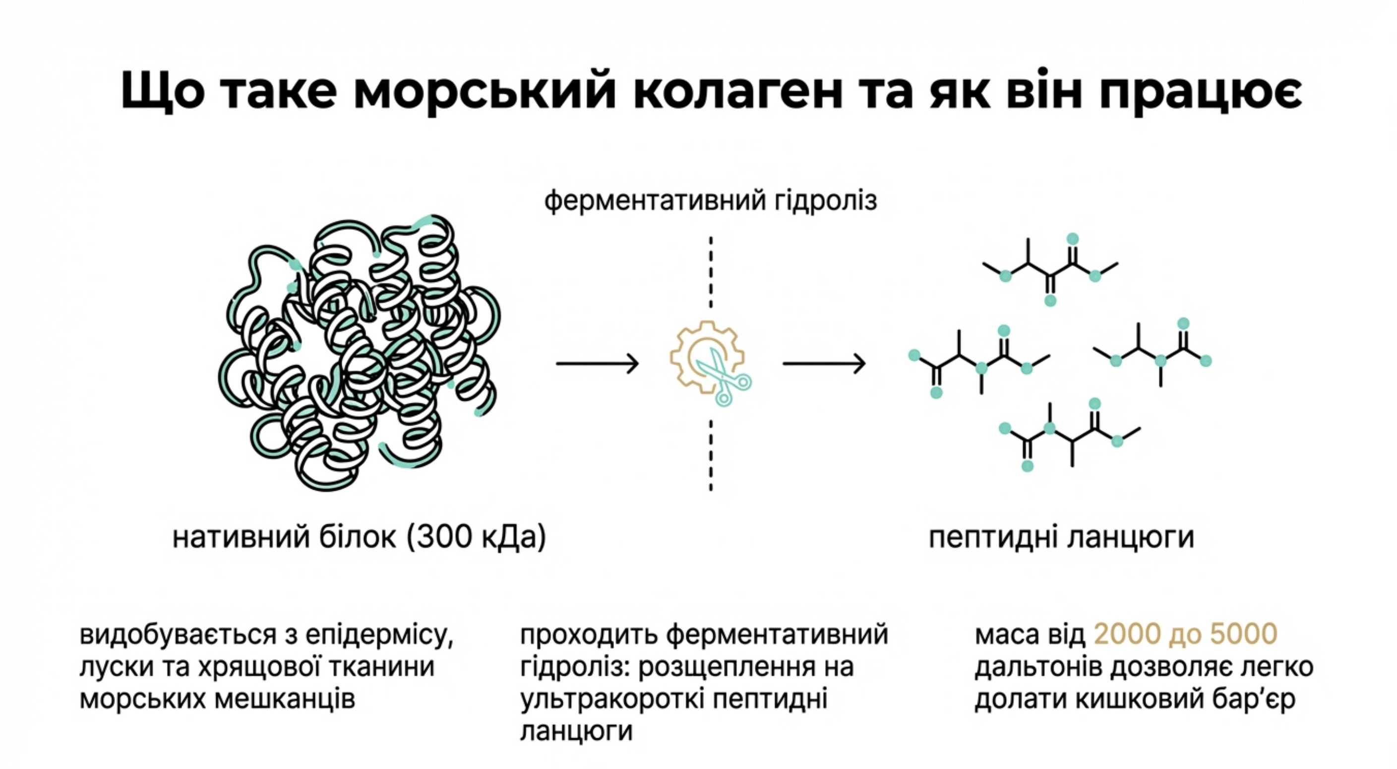 Базова біохімія. Морський колаген це який тип білка і в чому його фундаментальні відмінності?