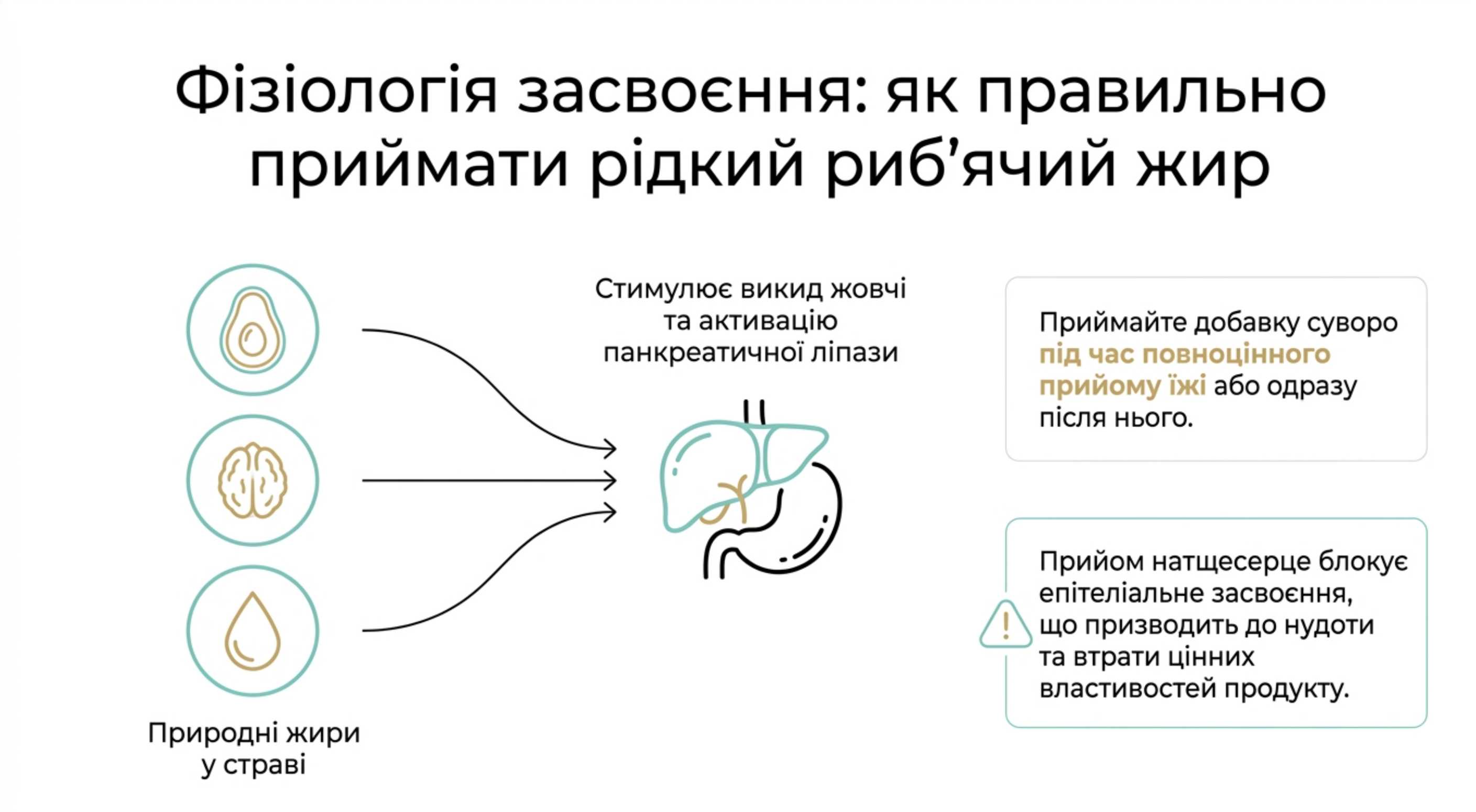 Фізіологія засвоєння. Як правильно приймати риб’ячий жир рідкий