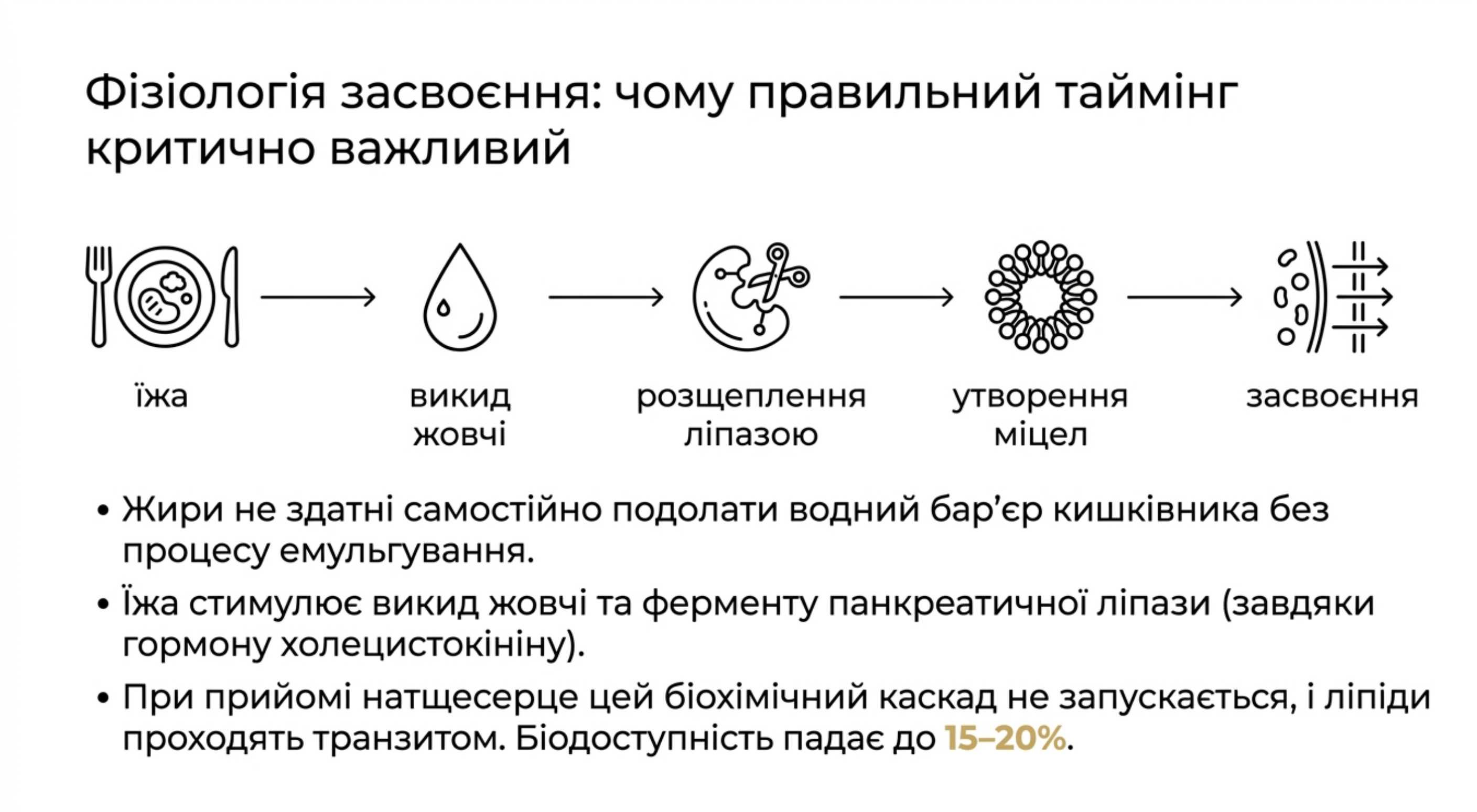 Фізіологія ліпідної абсорбції. Чому правильний таймінг критично важливий