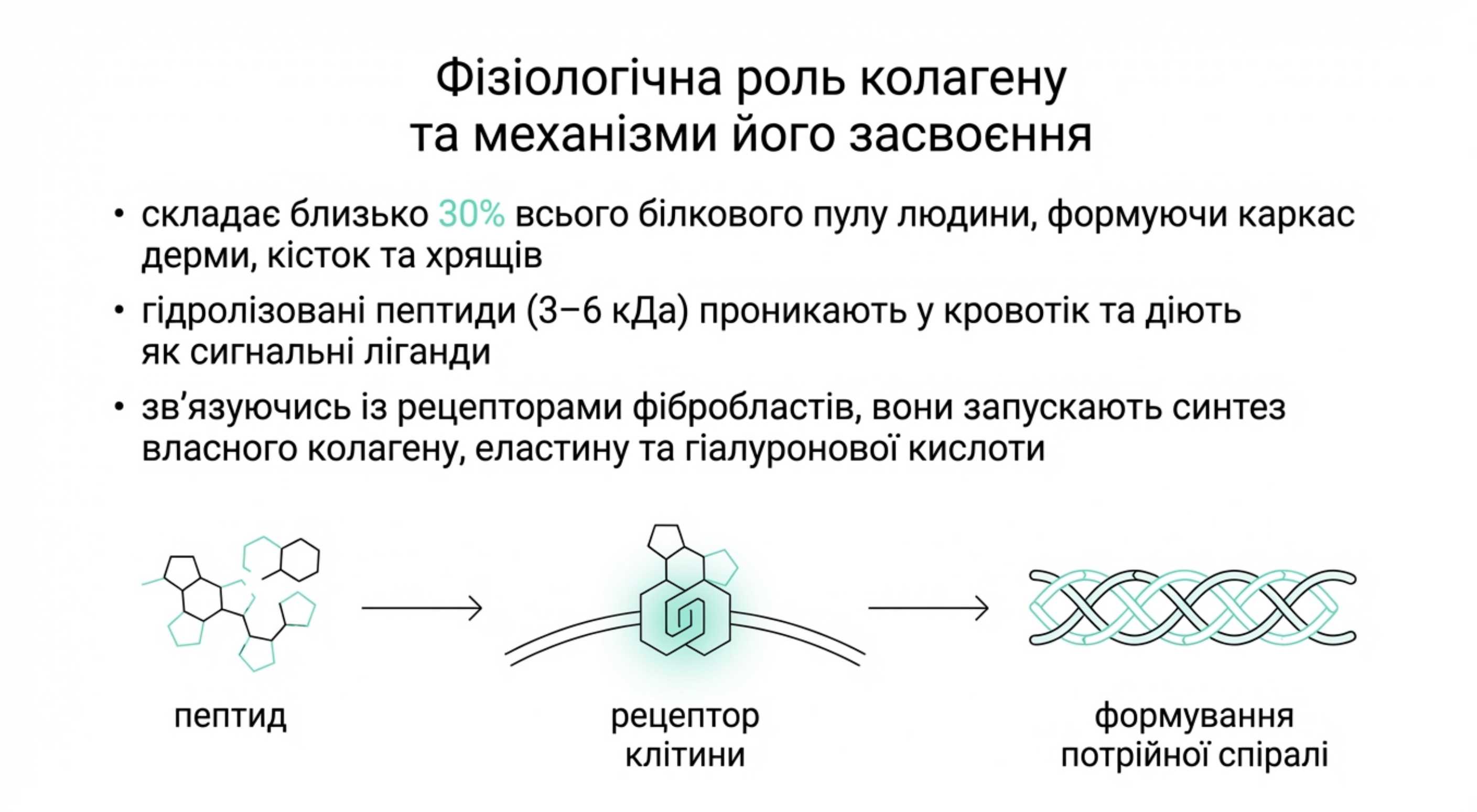 Фізіологічна роль коллагена і механізми його засвоєння
