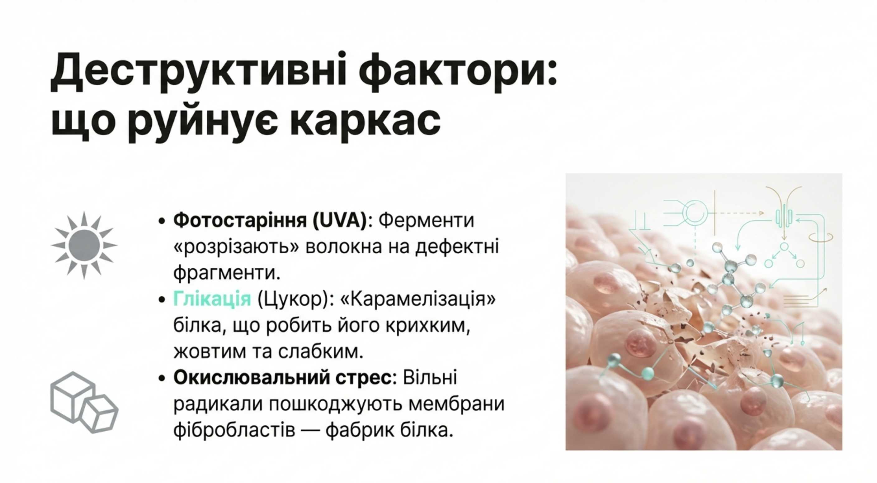 Деструктивні фактори. Що руйнує наш білковий каркас?