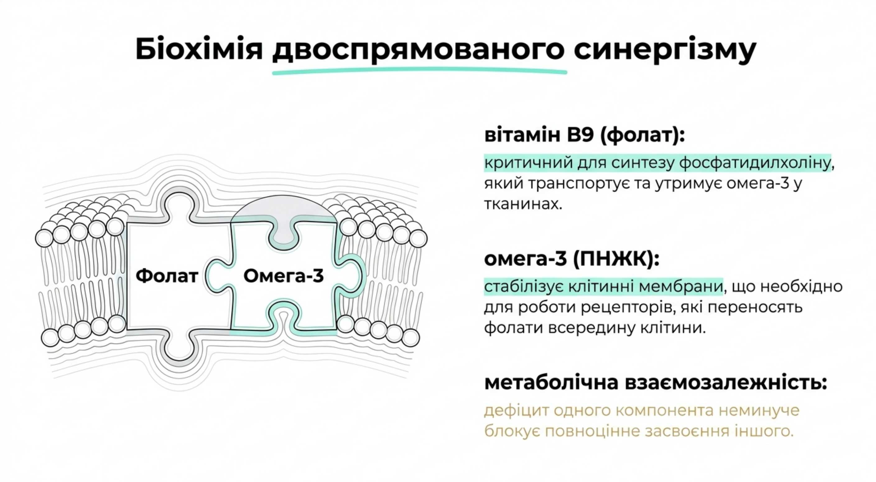 Фолиевая кислота и омега 3 совместимость. Биохимия двунаправленного синергизма