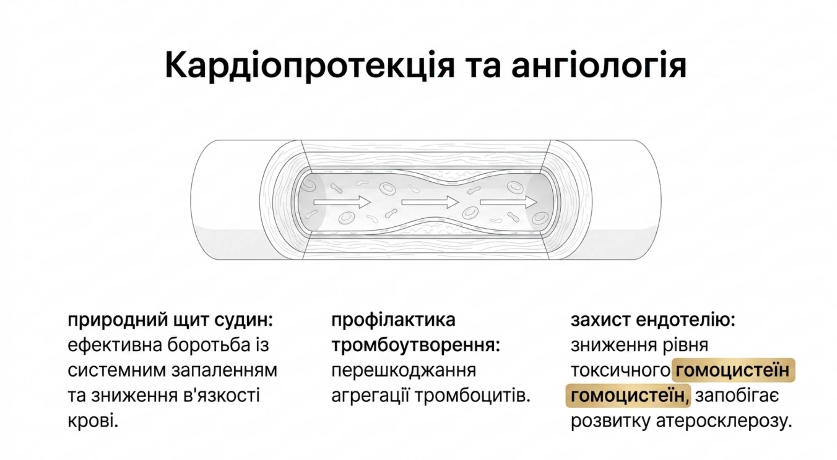 2. Кардиопротекция и ангиология
