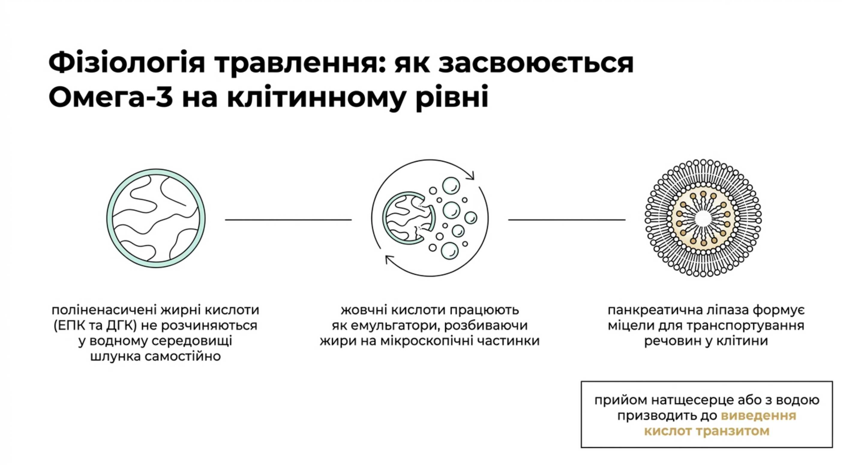 Фізіологія травлення. Як засвоюється омега 3 на клітинному рівні