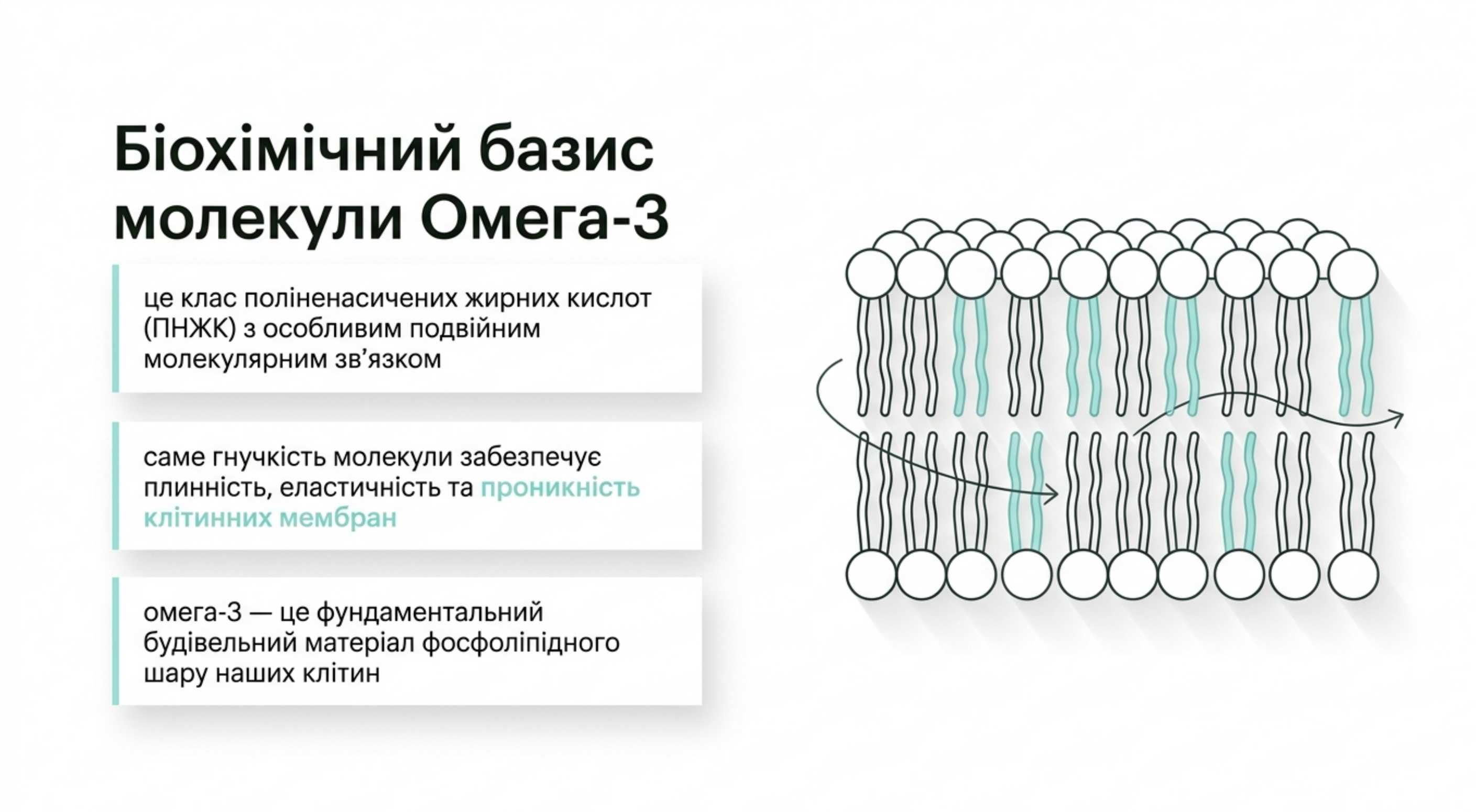 Біохімічний базис. Омега 3 що це таке насправді