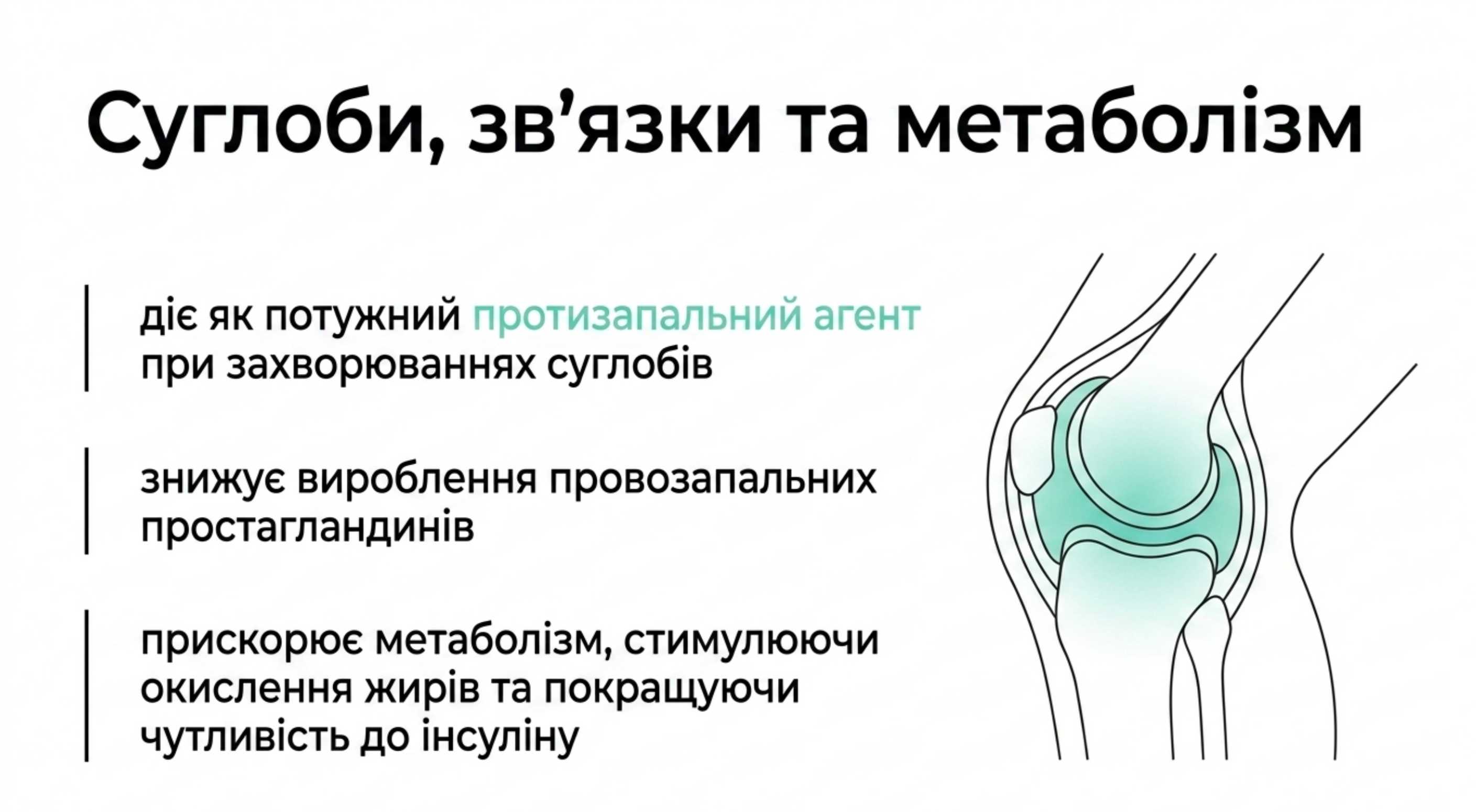 Суглоби, зв’язки і метаболізм