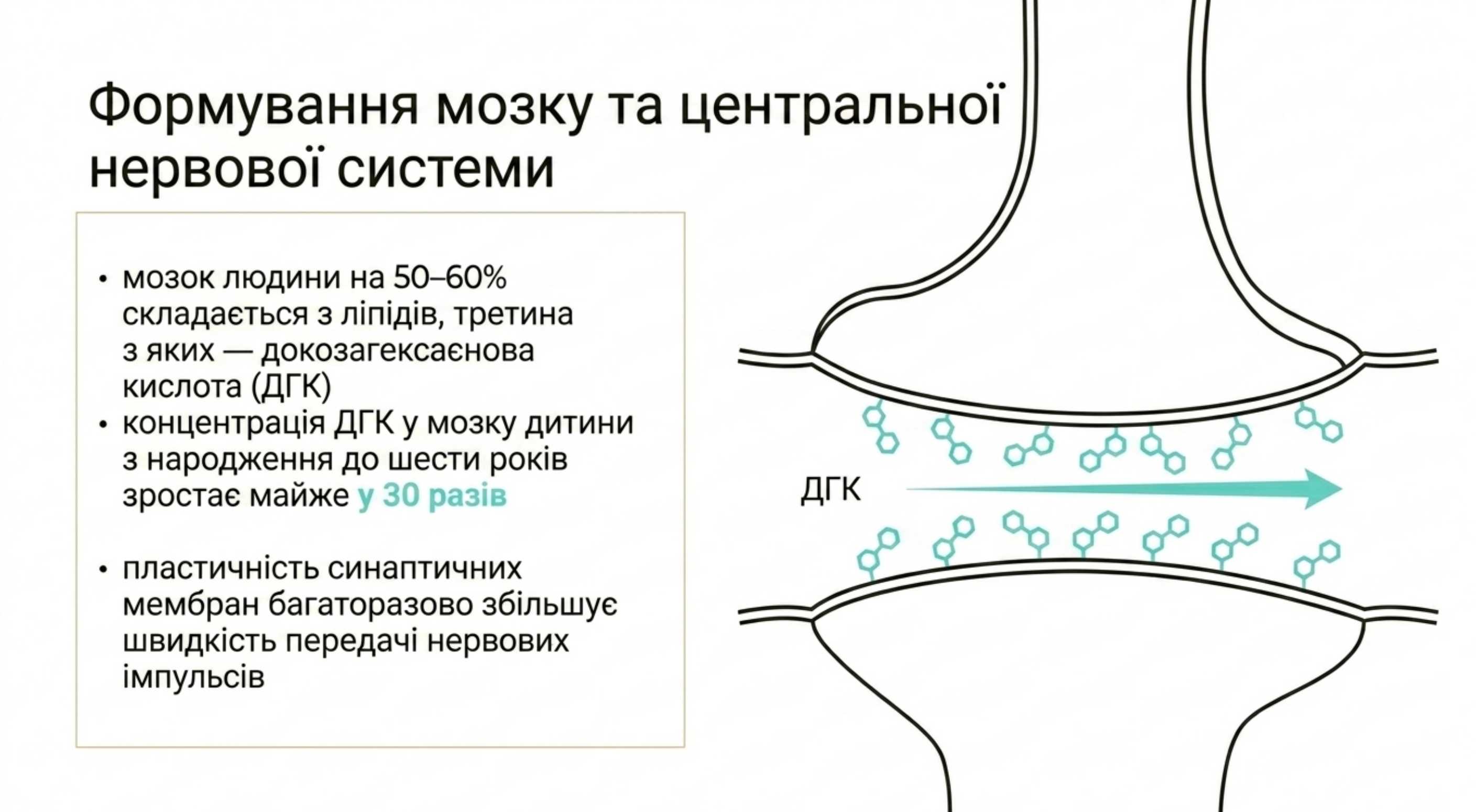 Формування мозку та центральної нервової системи