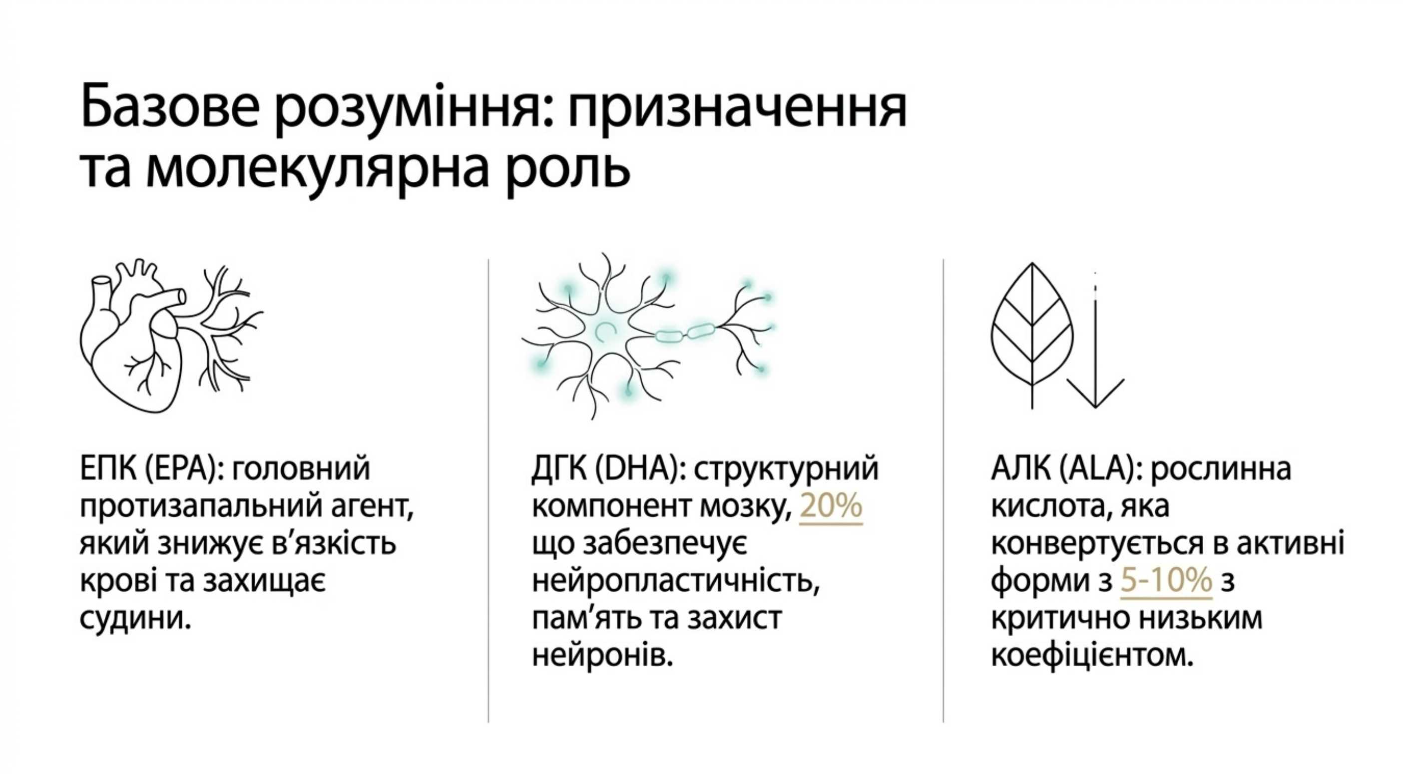 Базове розуміння. Омега 3 призначення та молекулярна роль в організмі