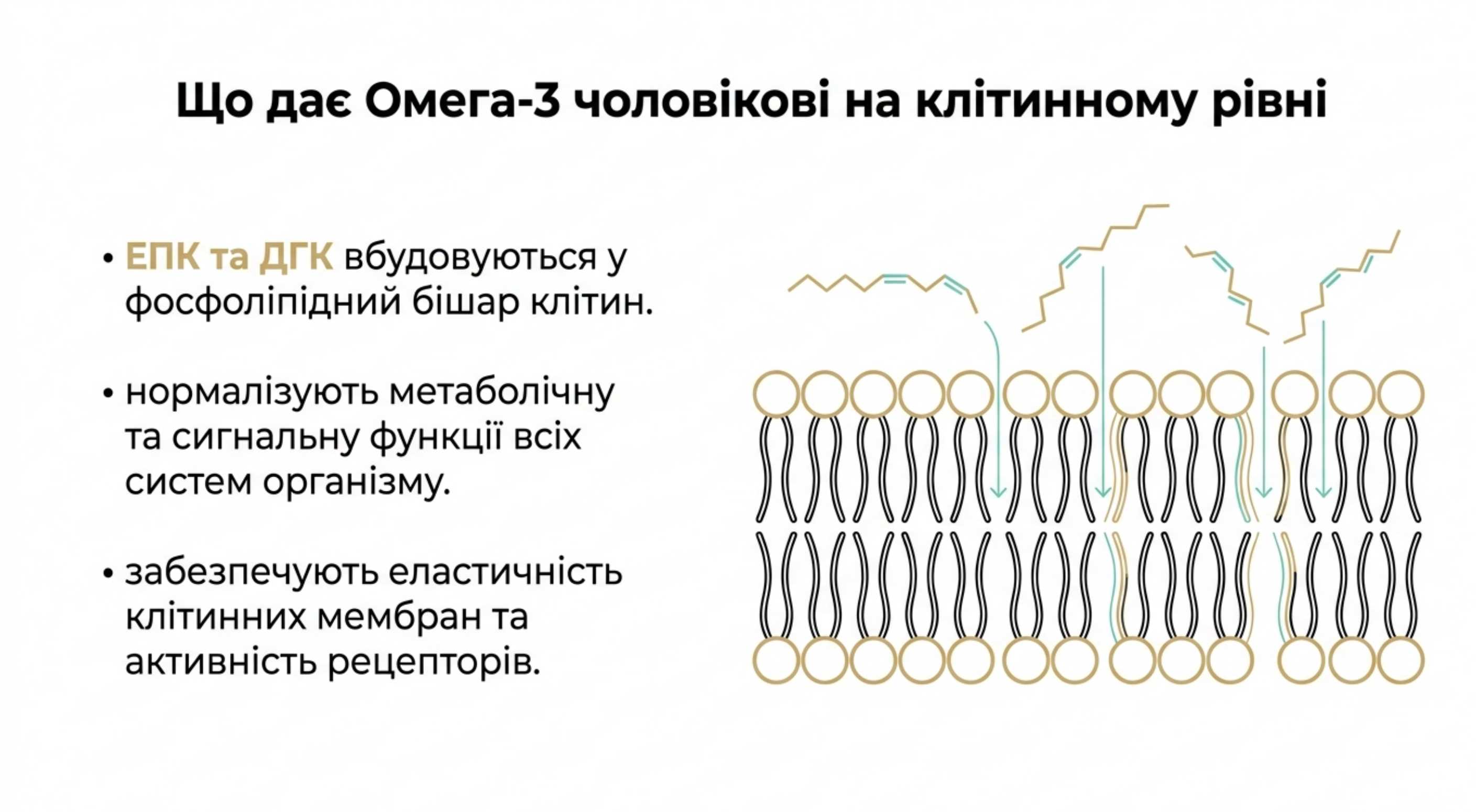 Що дає омега 3 чоловікові. Клінічна патофізіологія і біохімія