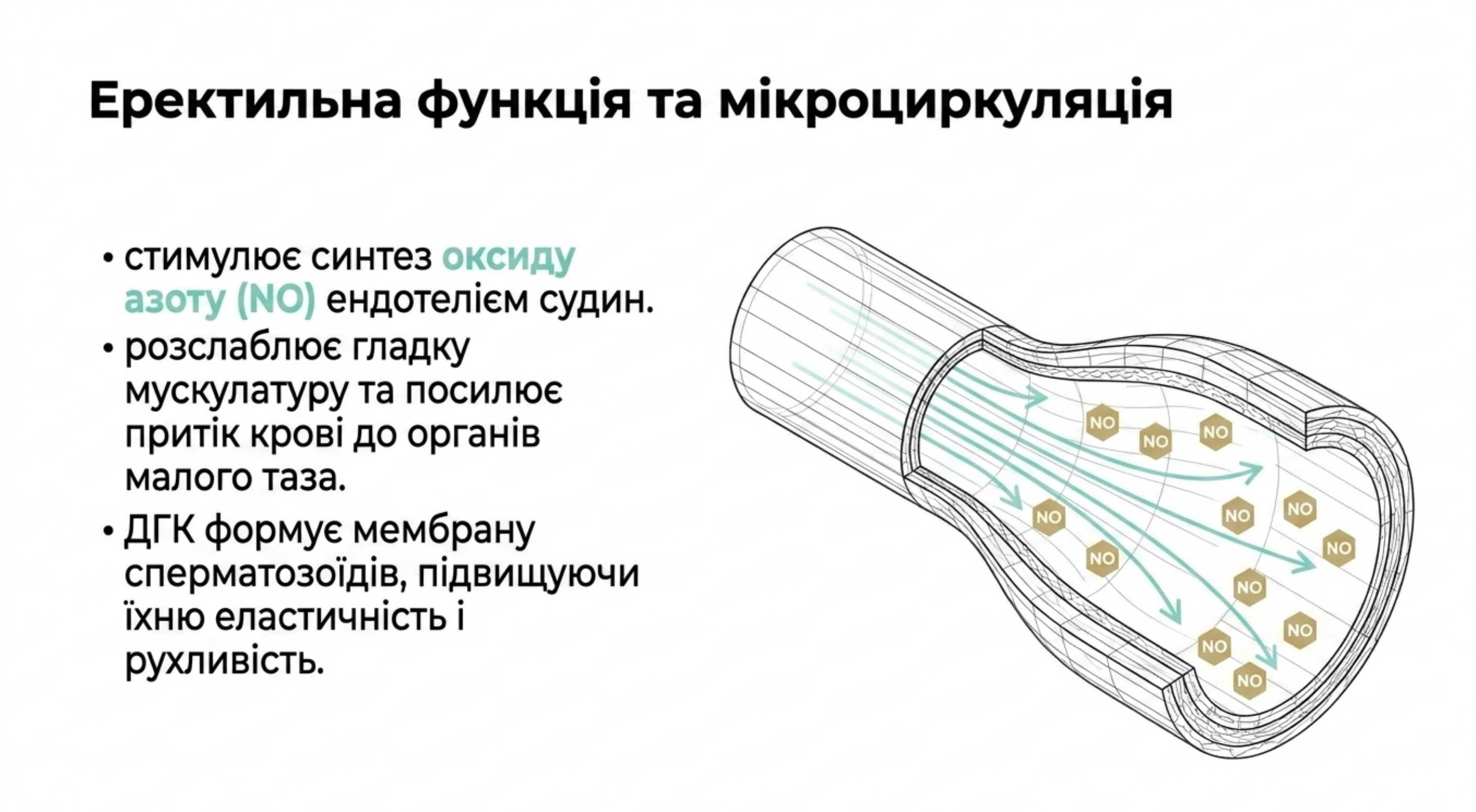 Еректильна функція, мікроциркуляція і репродуктивний потенціал