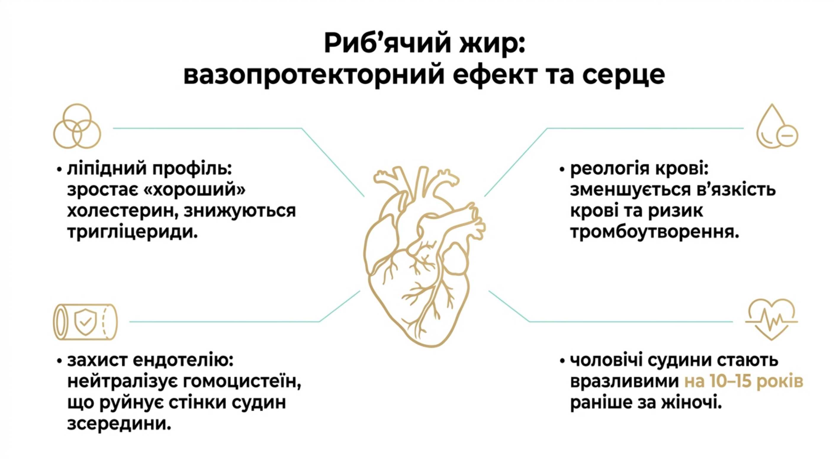 Серцево-судинна система і вазопротекторний ефект