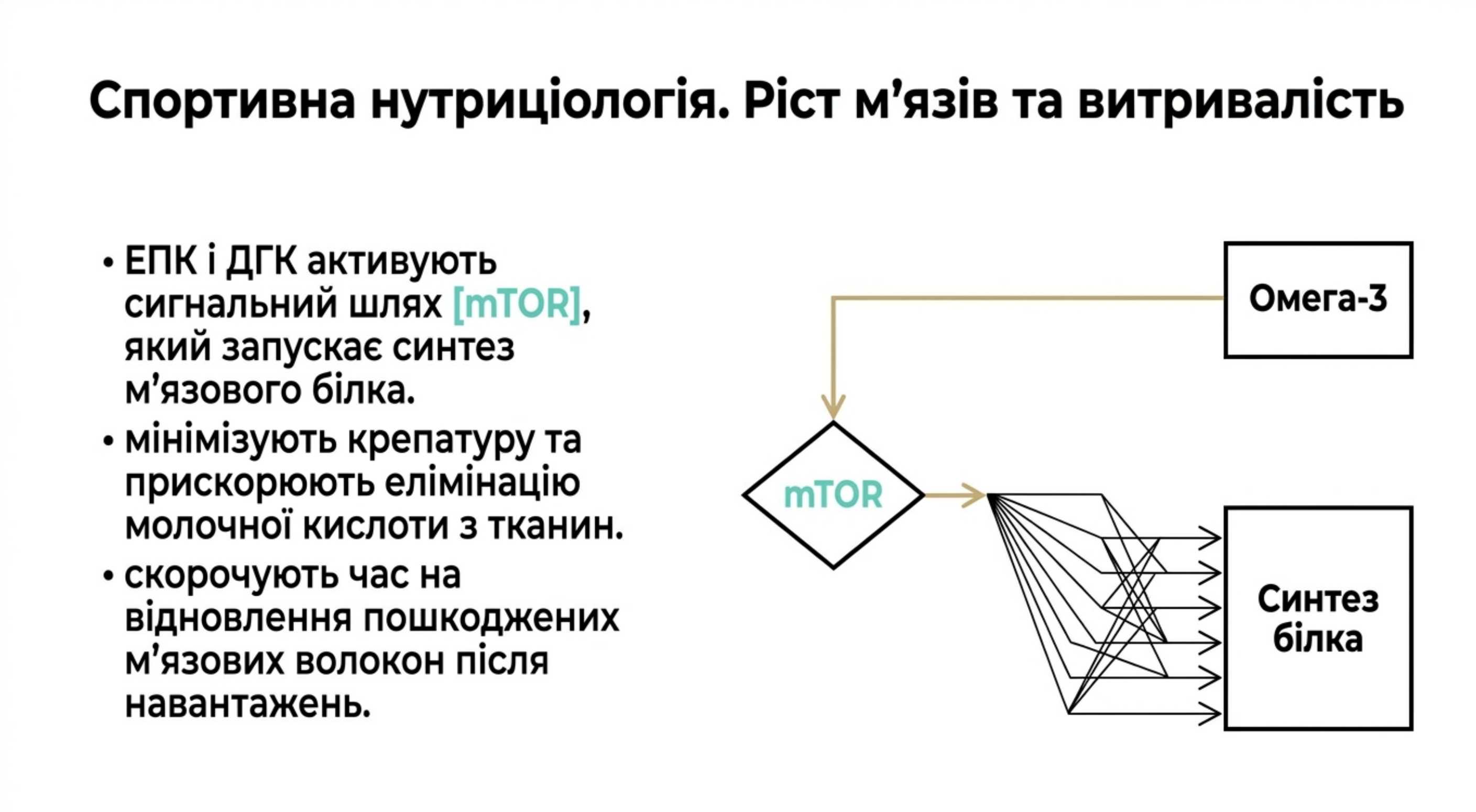Спортивна нутриціологія. Зростання м'язів і витривалість