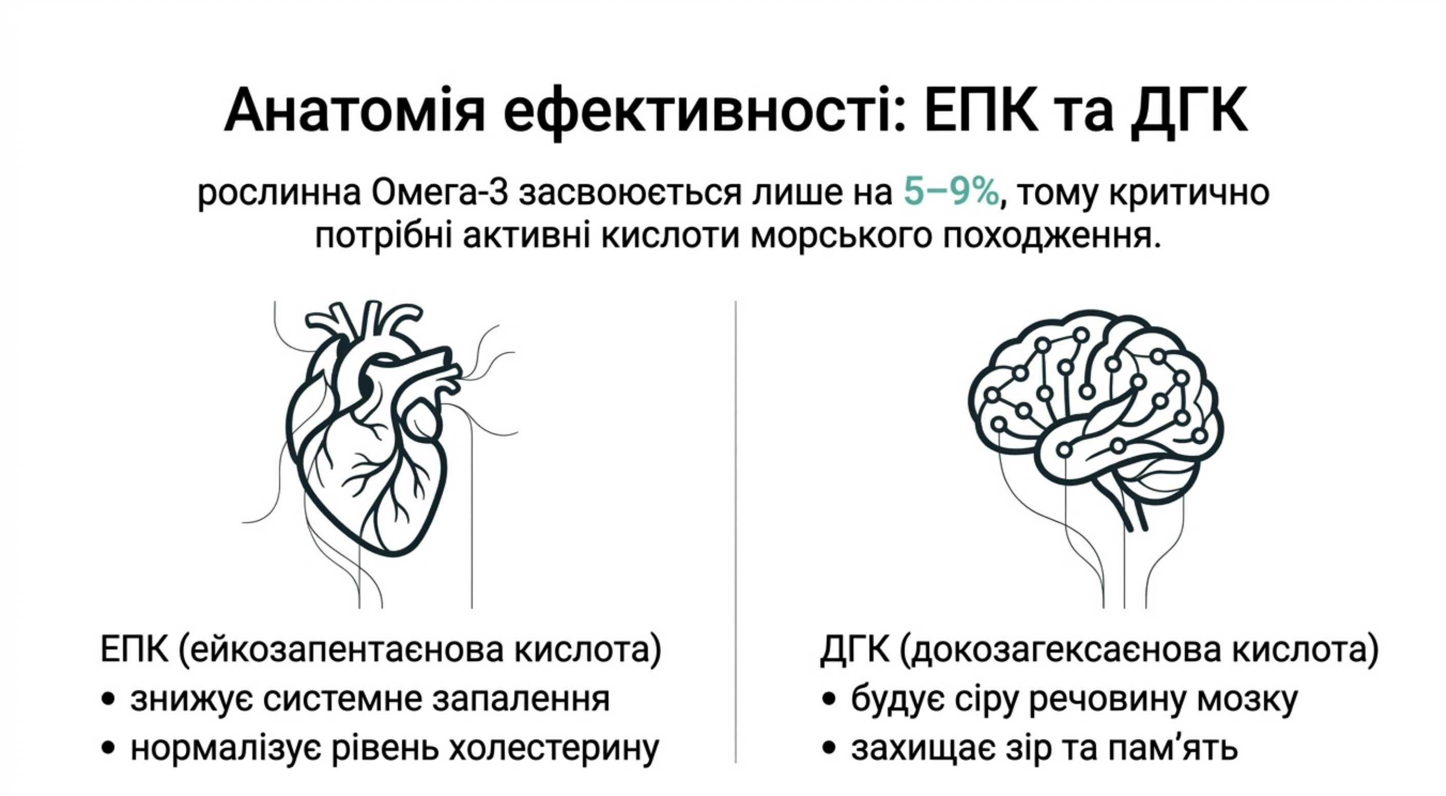 Терапевтическая ценность. Как работают эйкозапентаеновая и докозагексаеновая кислоты