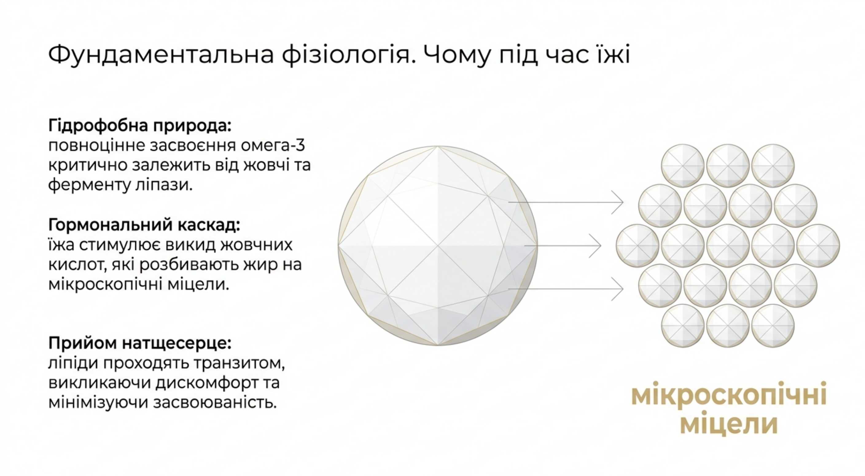 Фундаментальна фізіологія. Чому риб’ячий жир потрібно приймати під час їжі