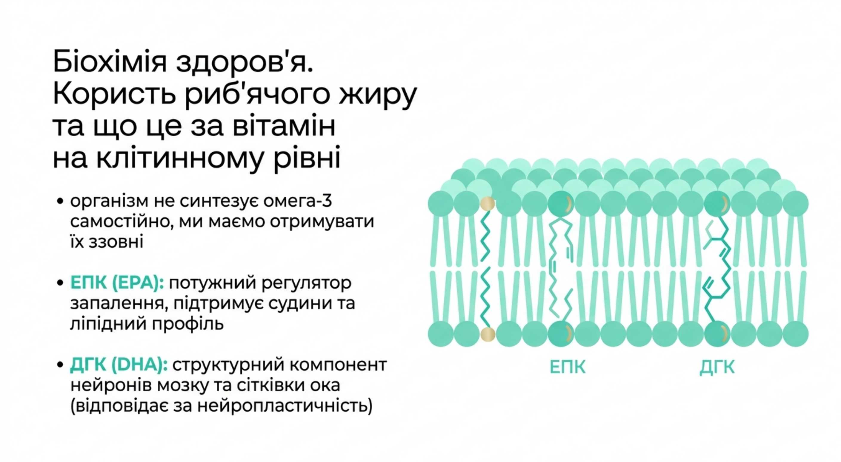Біохімія здоров'я. Риб'ячий жир користь і що це за вітамін на клітинному рівні