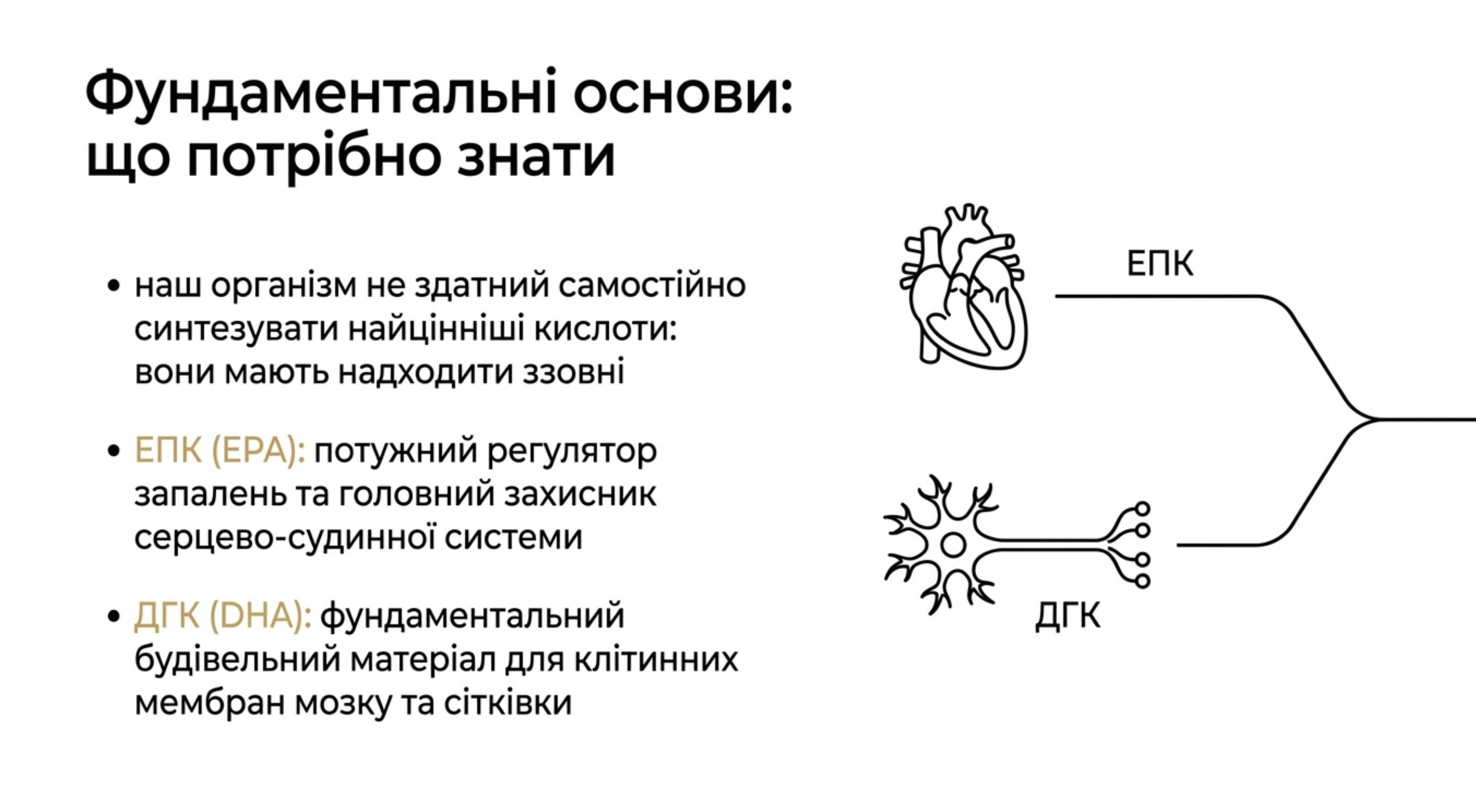 Фундаментальні основи. Що потрібно знати перед тим, як вибрати препарат омега 3
