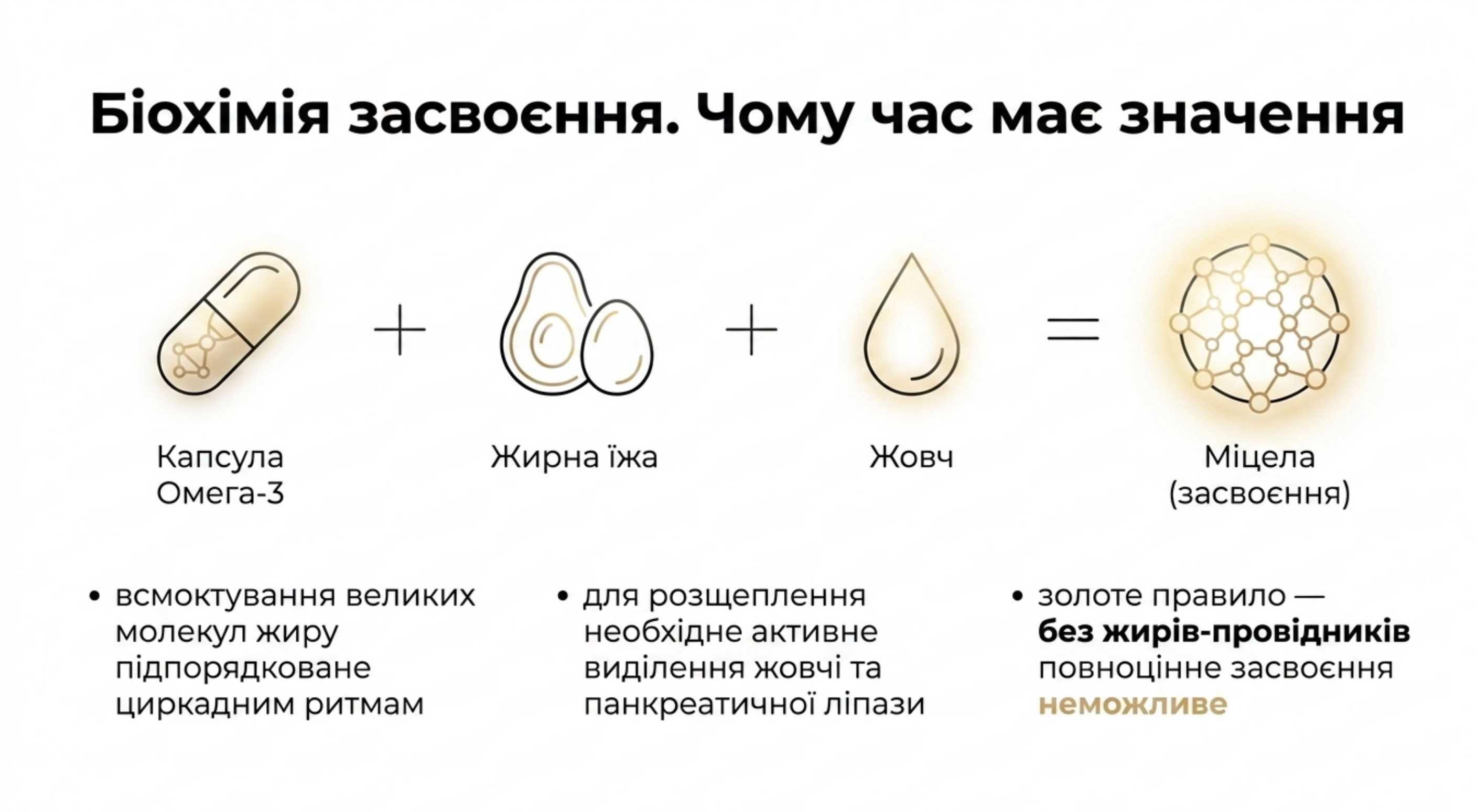 Біохімія засвоєння. Чому час доби має значення