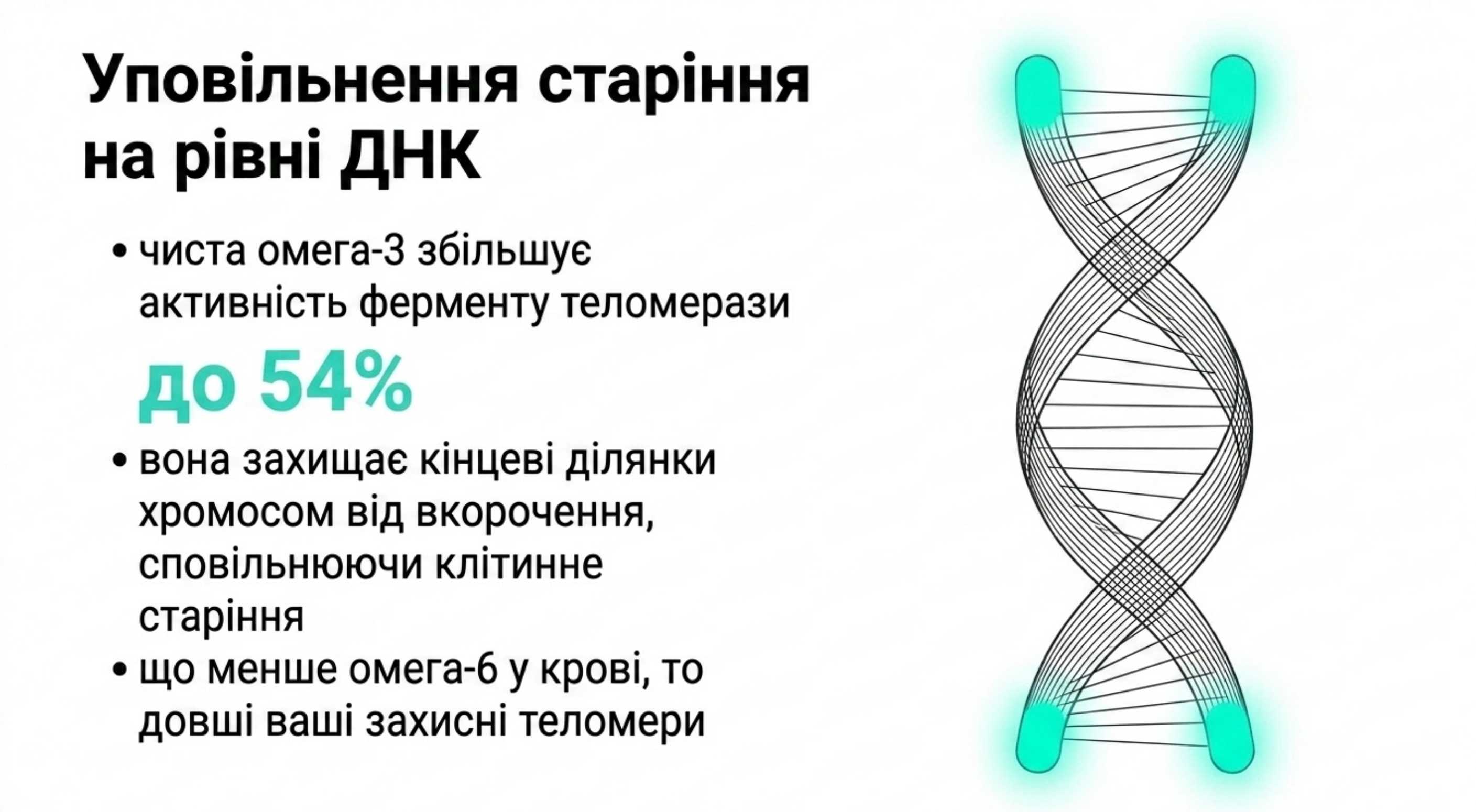 2. Сповільнення старіння і генетичний захист (Теломери)
