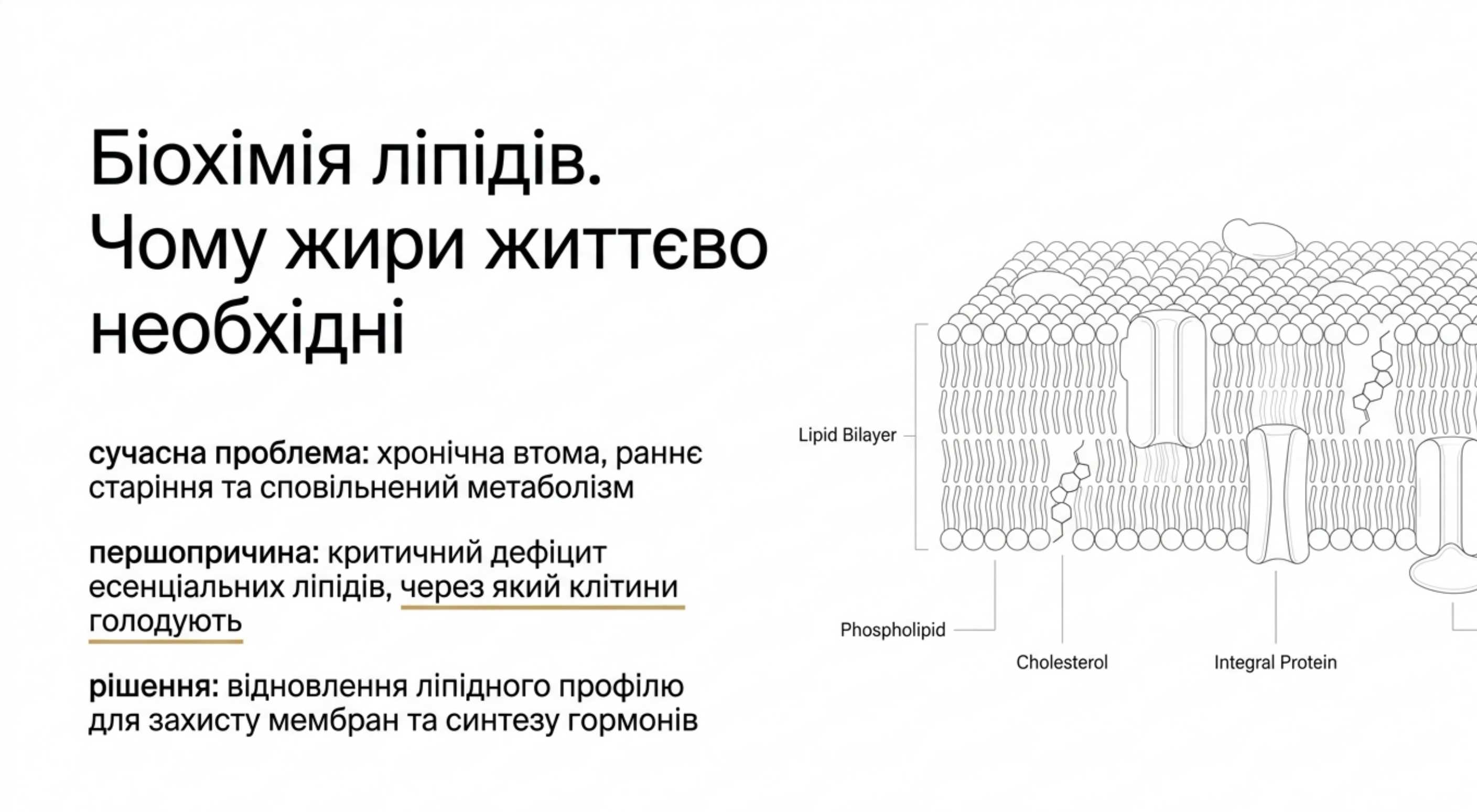 Біохімія ліпідів. Чому жири життєво необхідні