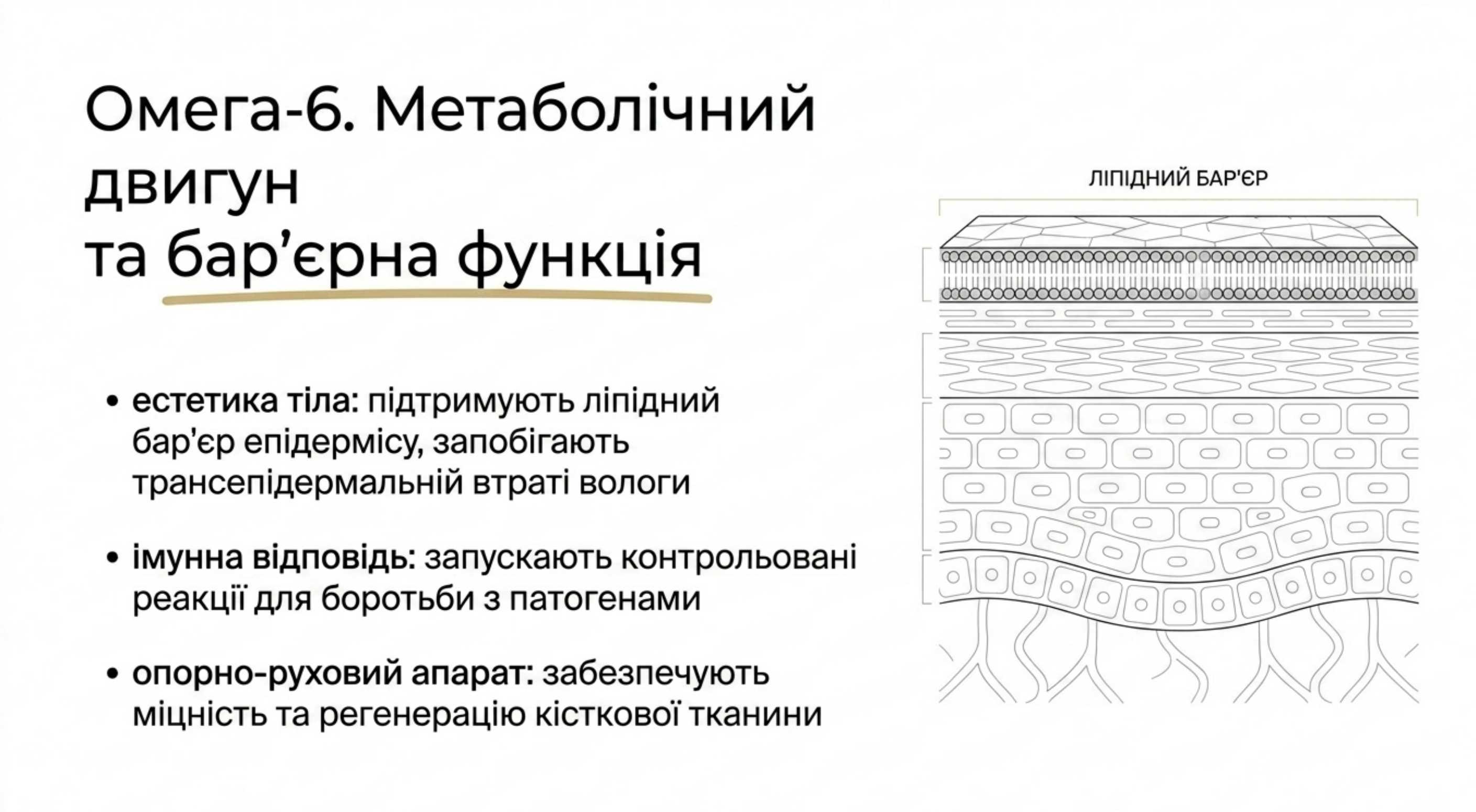 Омега-6. Метаболічний двигун і бар'єрна функція