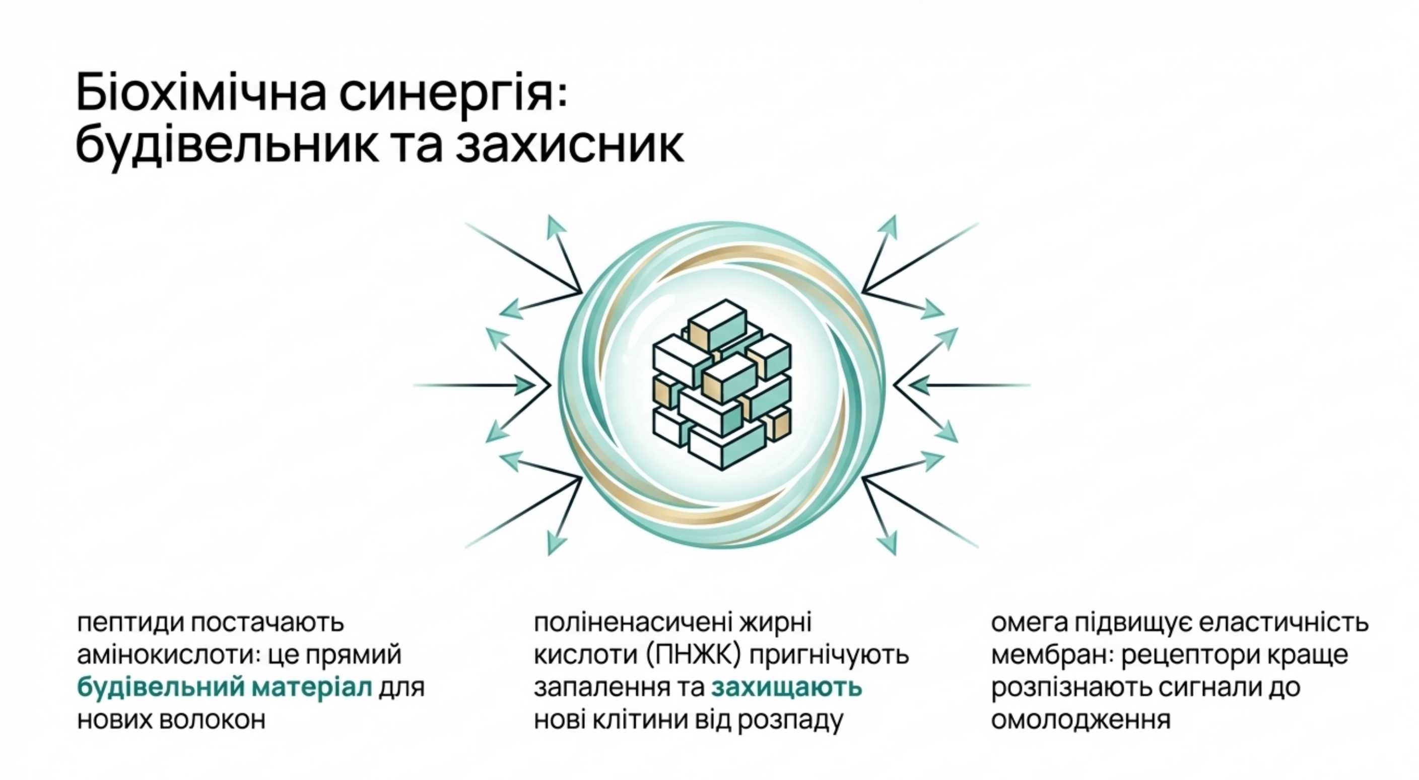 Біохімічна синергія. Як омега і коллаген посилюють один одного