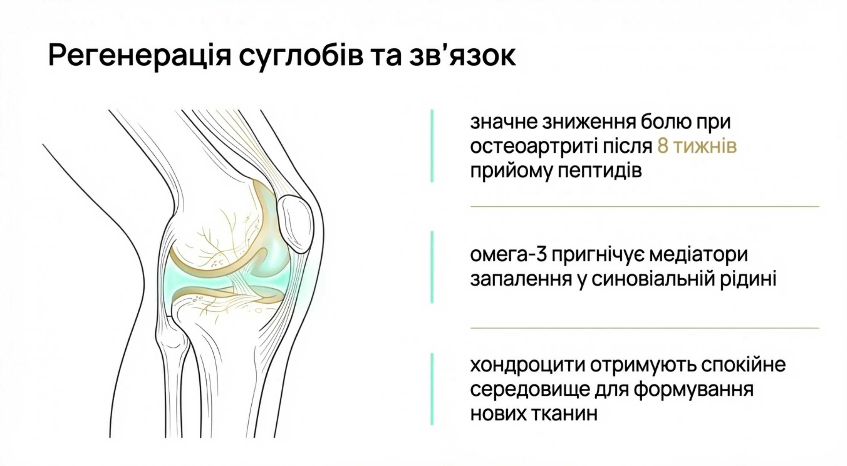 2. Регенерація суглобів і зв'язок при остеоартриті