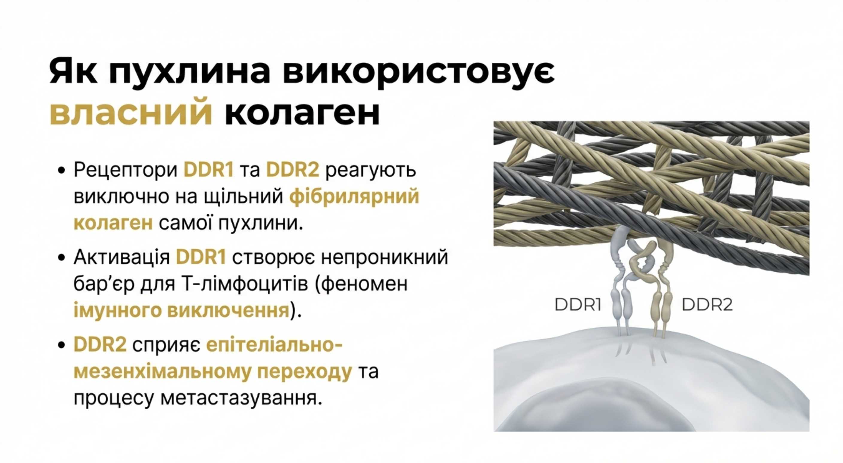 Рецептори DDR1 і DDR2. Сенсори жорсткості