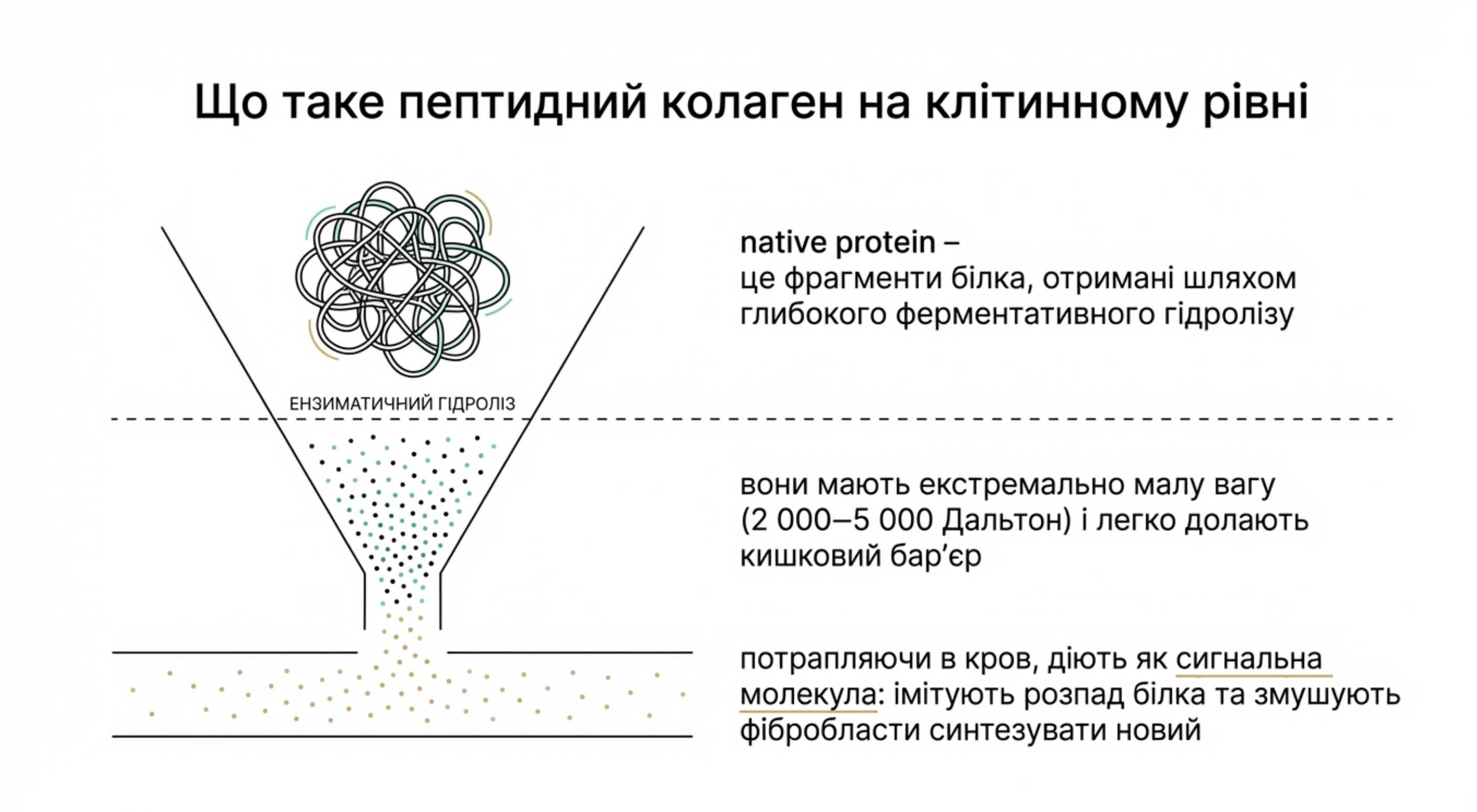 Що таке пептидний коллаген і як він працює на клітинному рівні