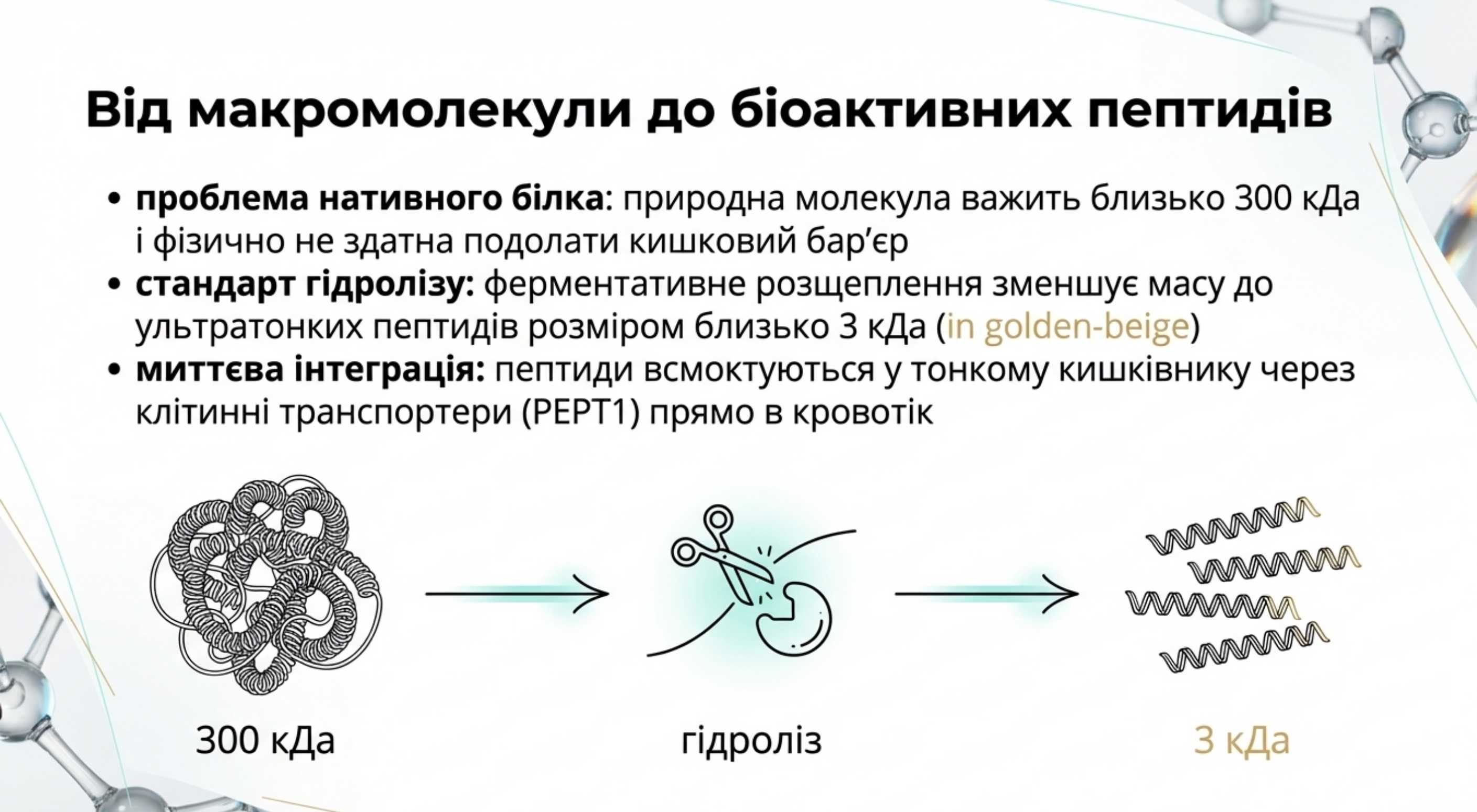 Механізм засвоєння. Від неповоротливої макромолекули до биоактивних пептидів