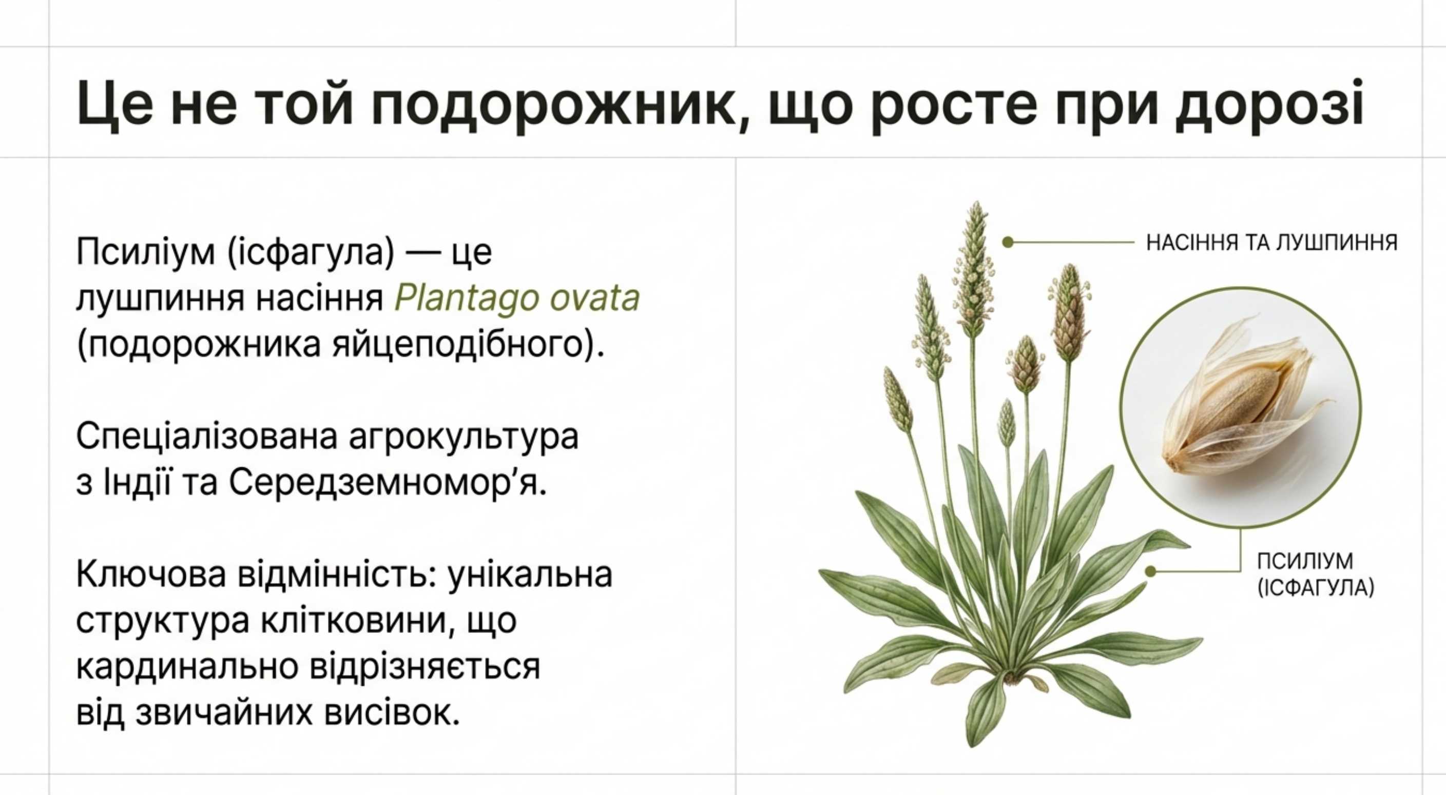 Что такое псиллиум и почему это не сорняк