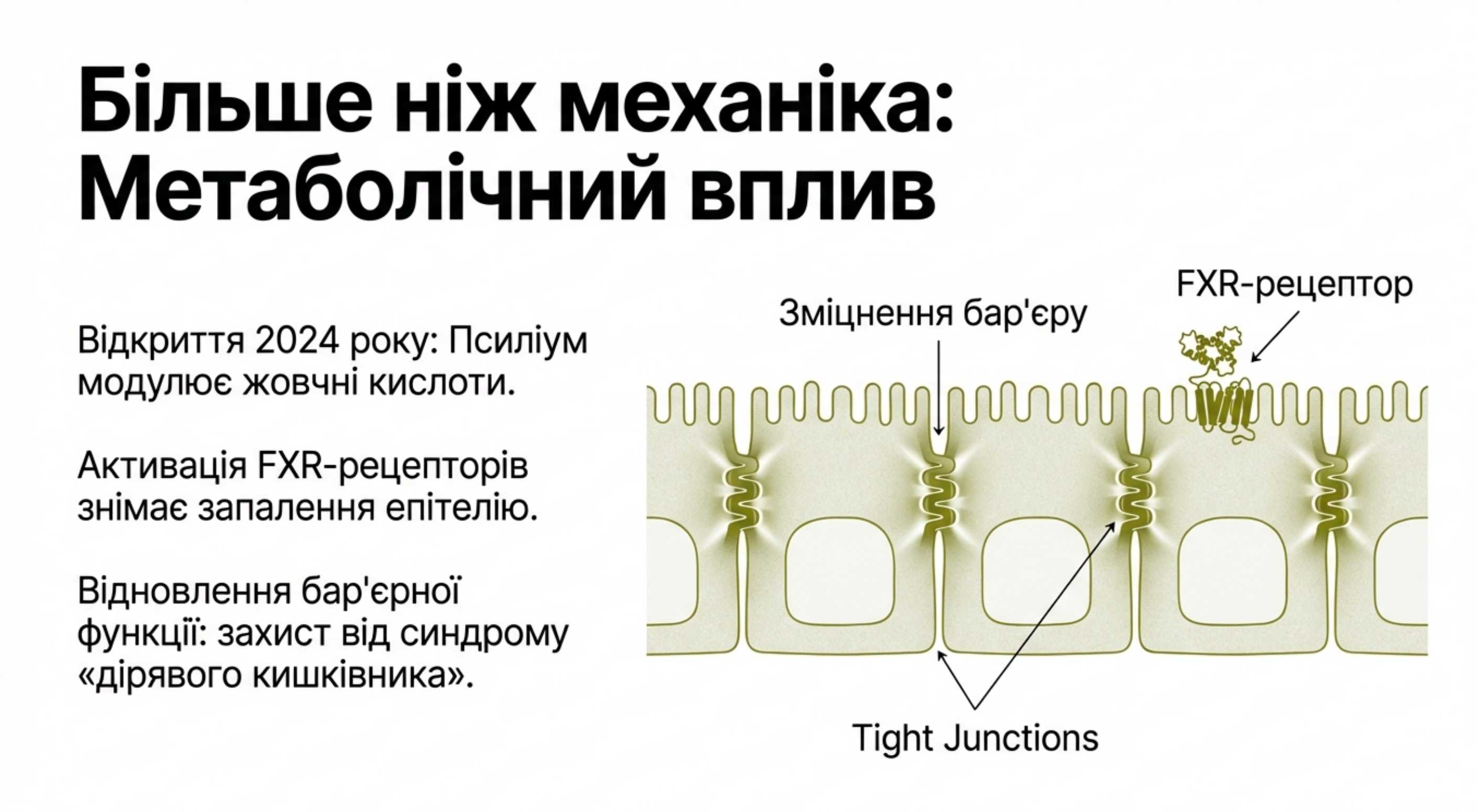 Активация FXR-рецепторов. Новейшие данные