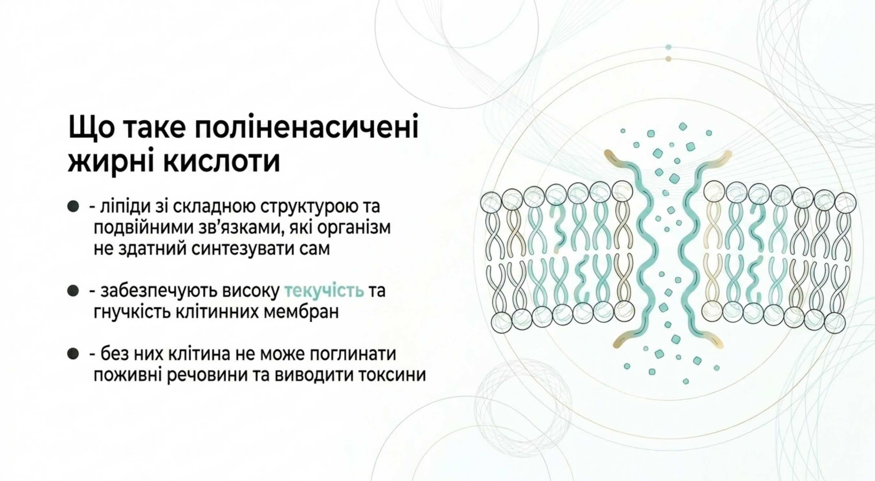 Омега 3 ПНЖК. Що це і як вони працюють на клітинному рівні