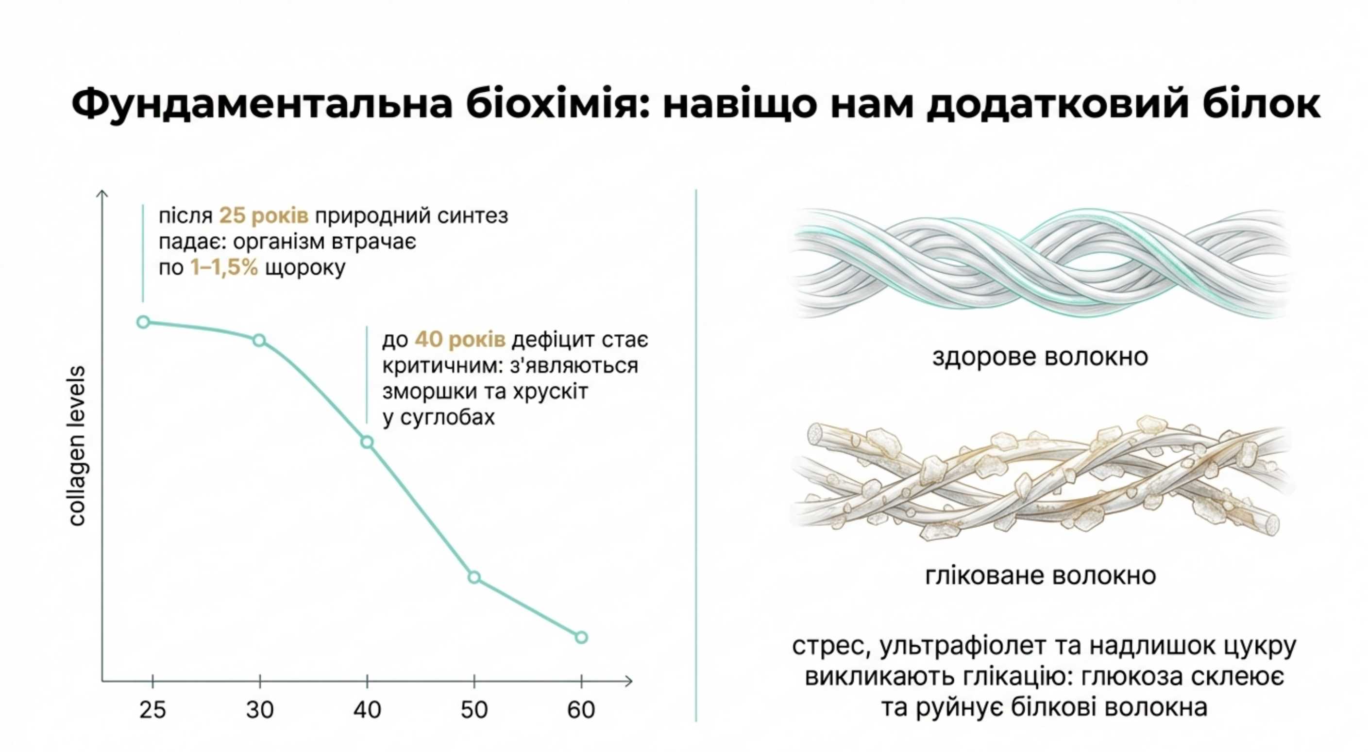Фундаментальна біохімія. Зачем нам додатковий білок?