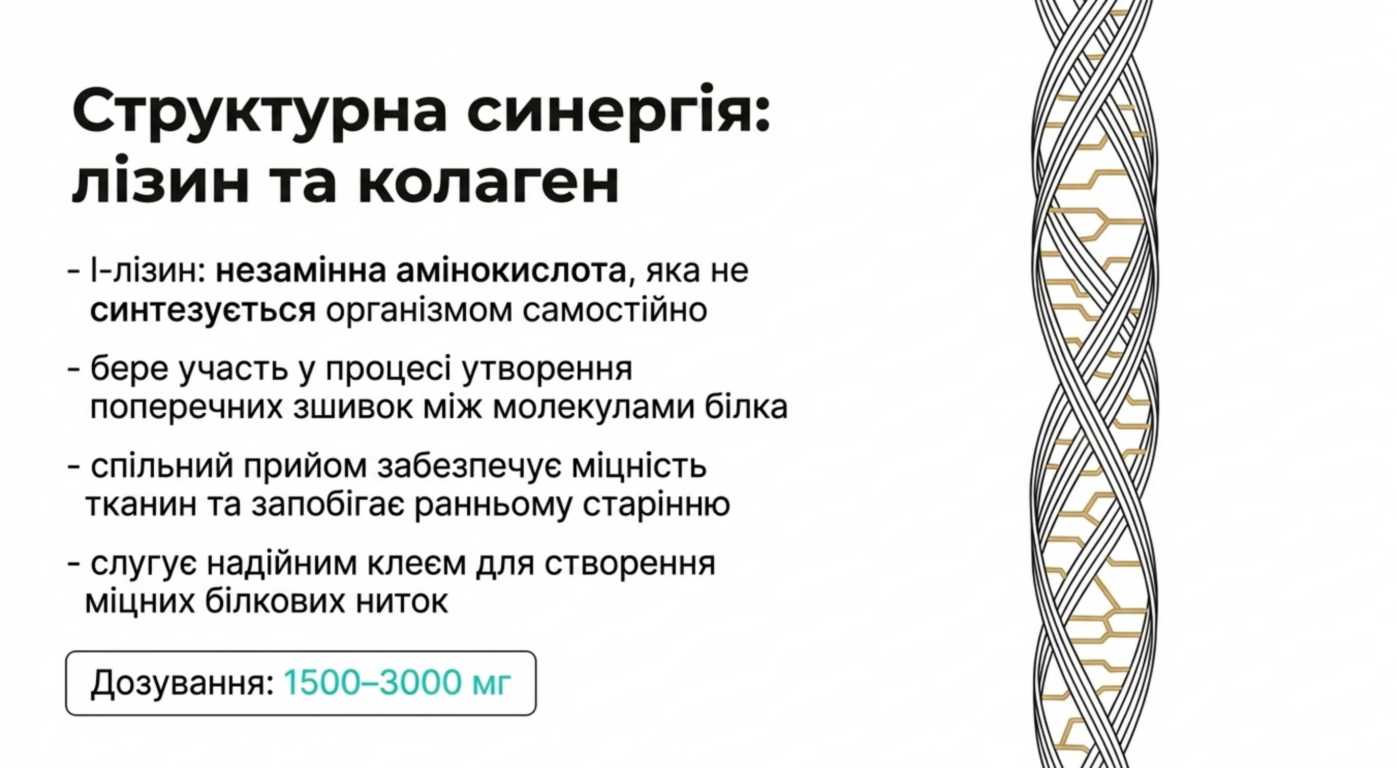 Структурна синергія. Амінокислоти як будівельний фундамент