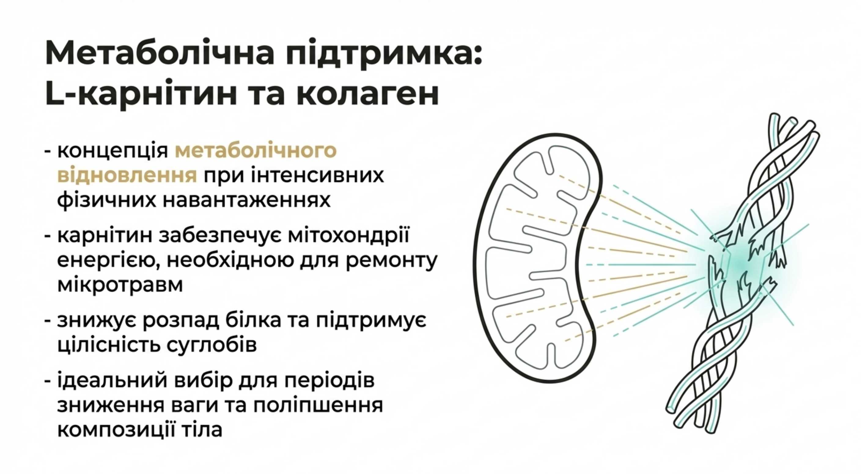 Метаболічна підтримка. Енергія, жироспалювання і відновлення