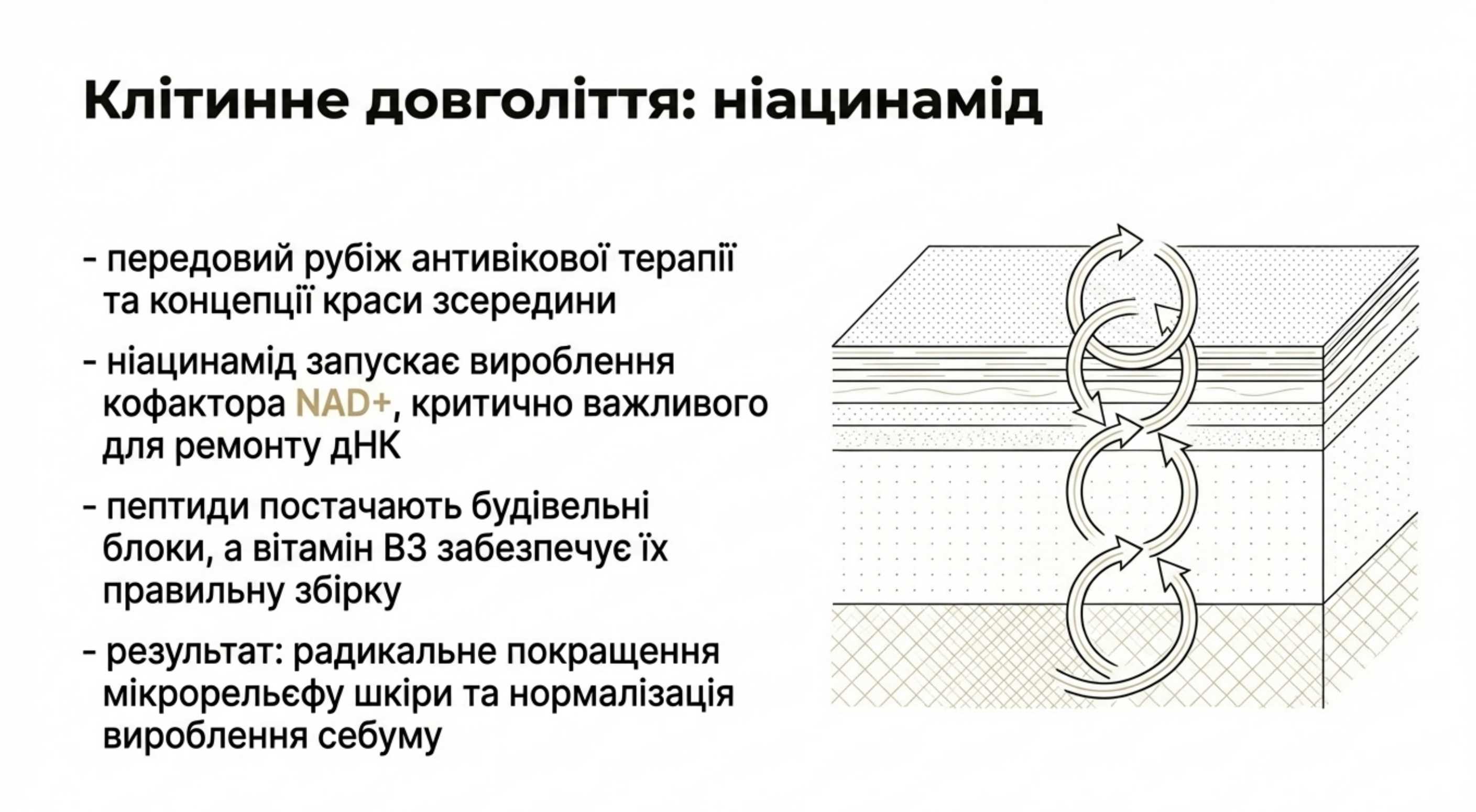 Вітаміни групи B і клітинне довголіття (Gut-Skin Axis)