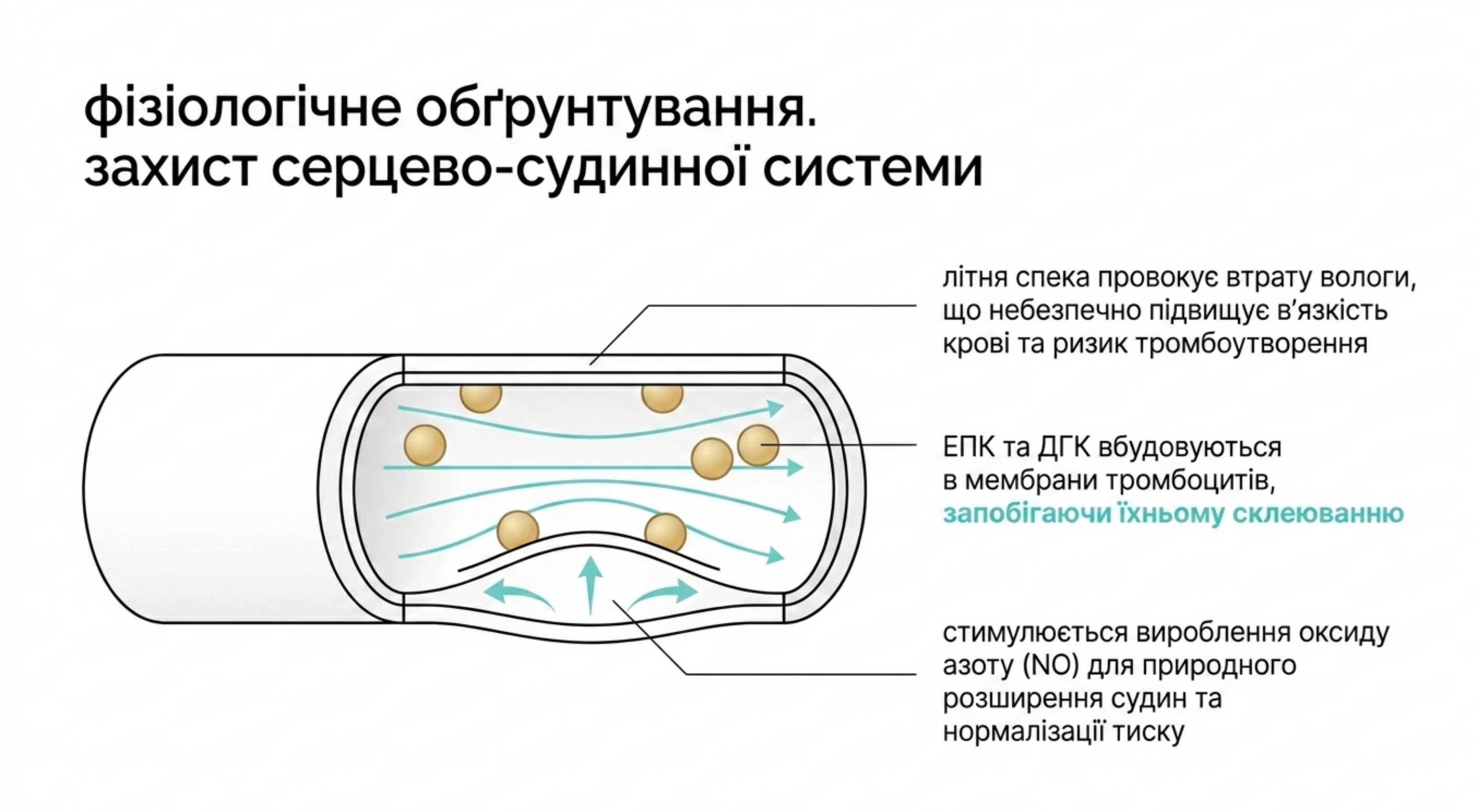 Серцево-судинна система під надійним захистом